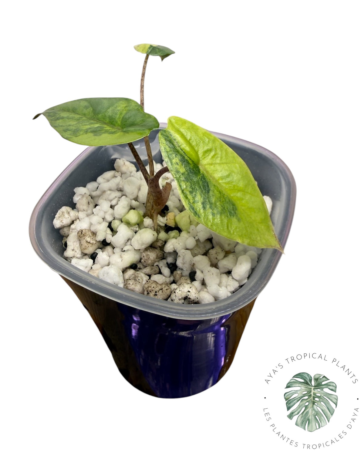 Alocasia Heterophylla Metallic Blue Aurea Panaché