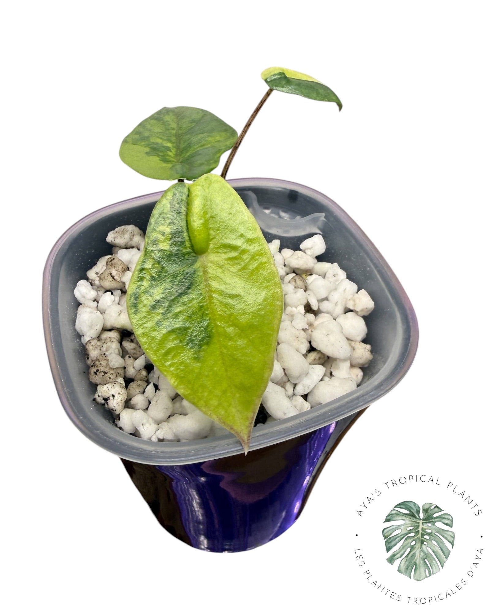 Alocasia Heterophylla Metallic Blue Aurea Panaché