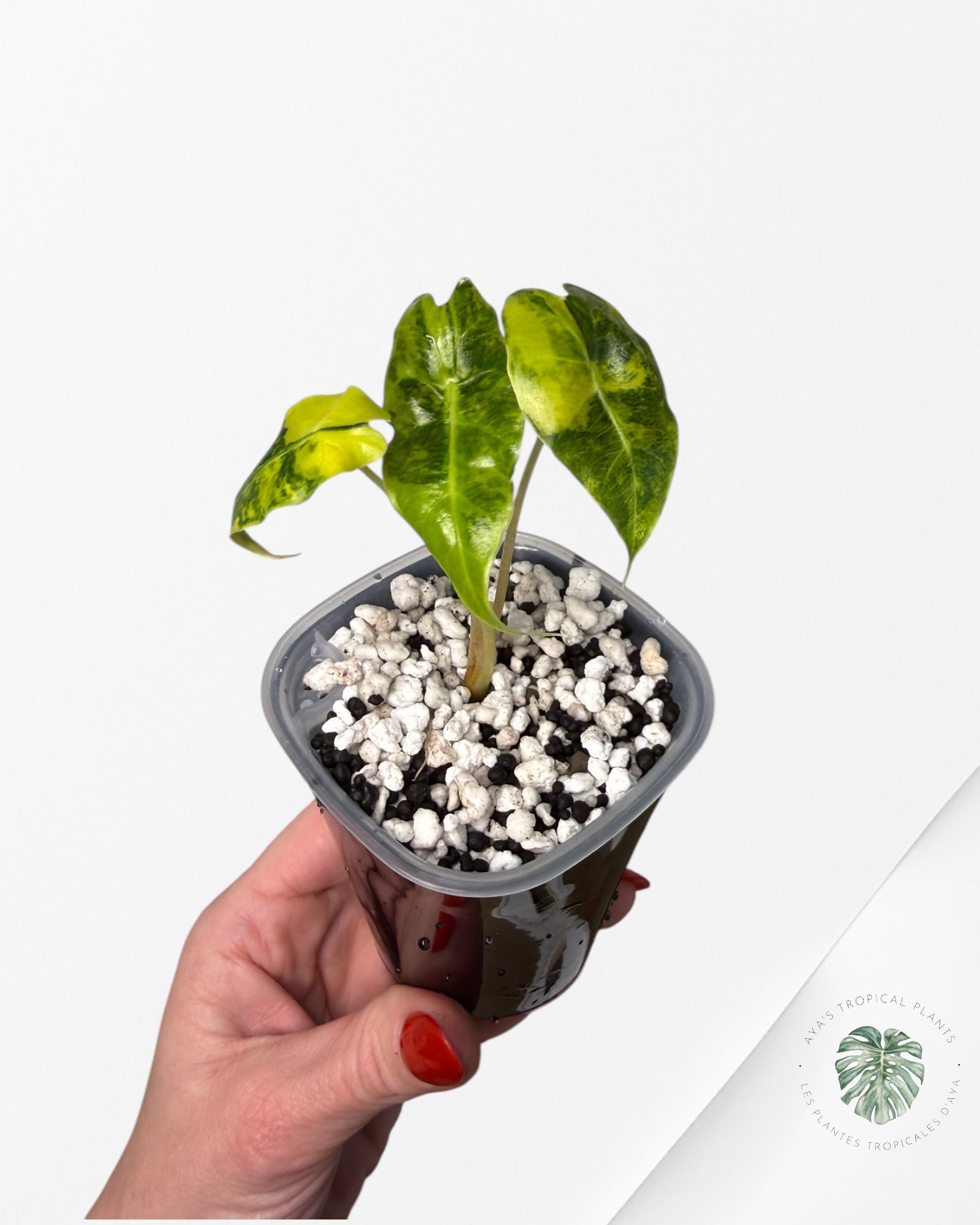 Alocasia Sanderiana ‘Bull’ Aurea Variegated