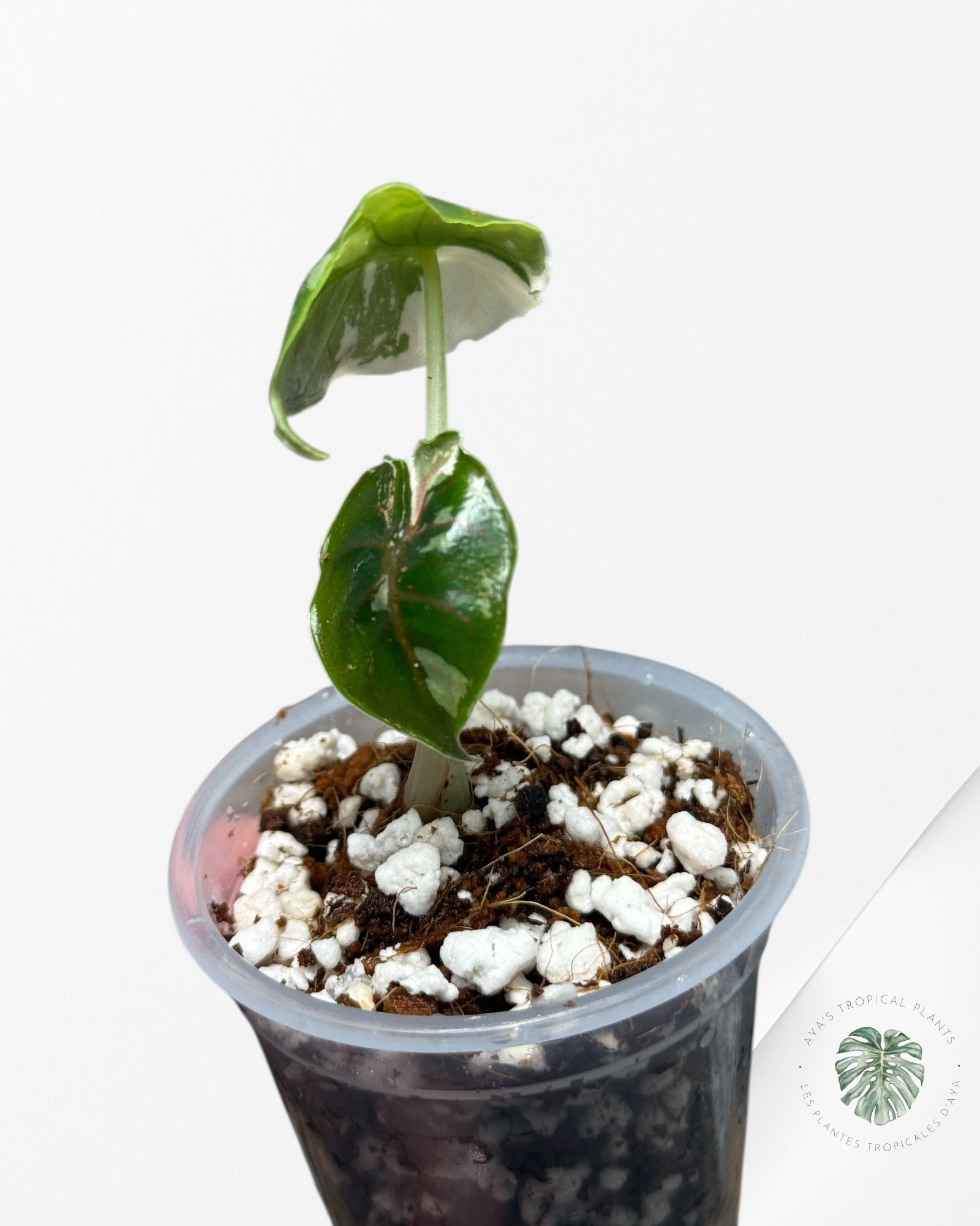 Alocasia Azlanii Variegated Pink| Rare TC Plant| Aya's Tropical Plants