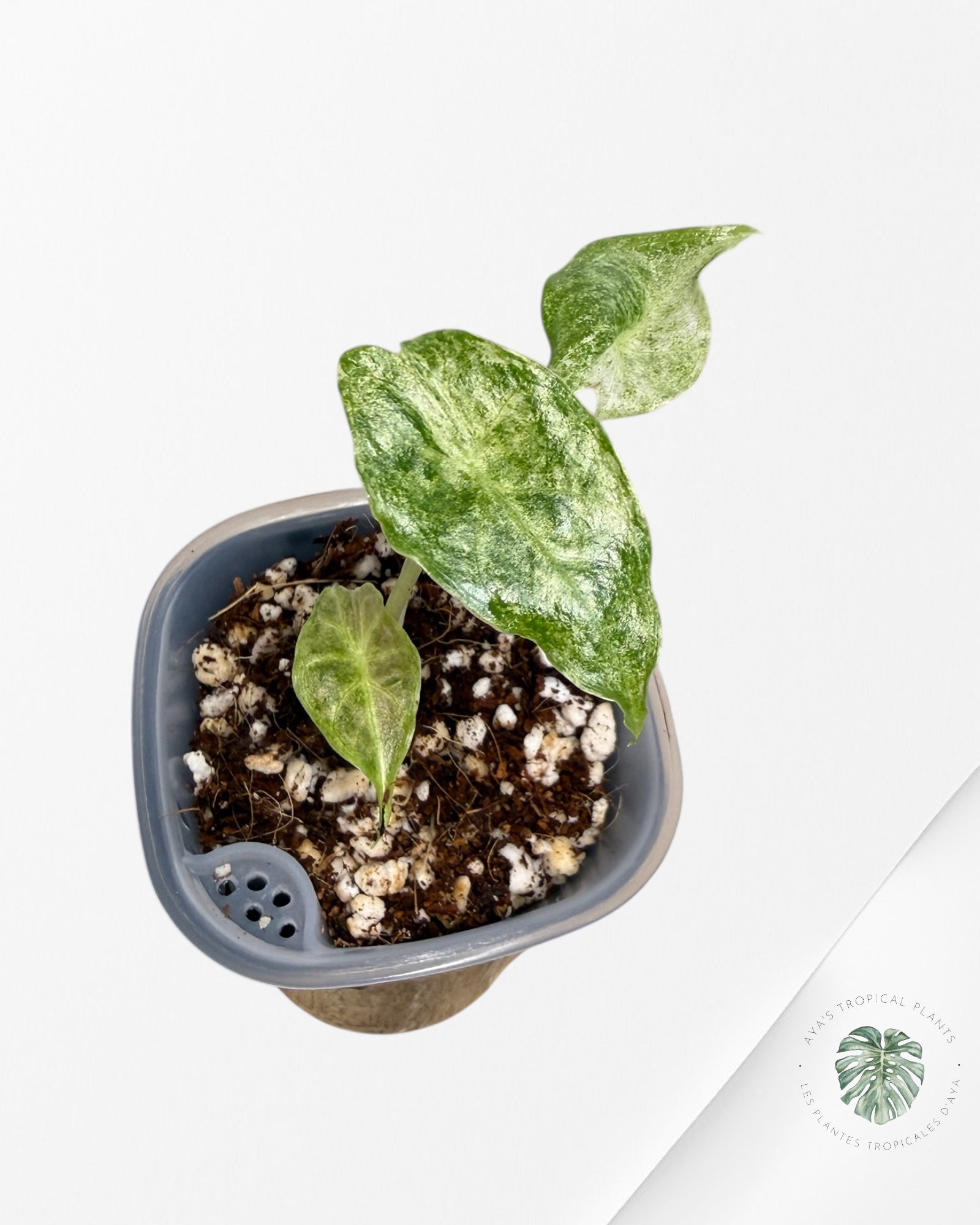 Alocasia Black Saturn 'Stardust' Variegated