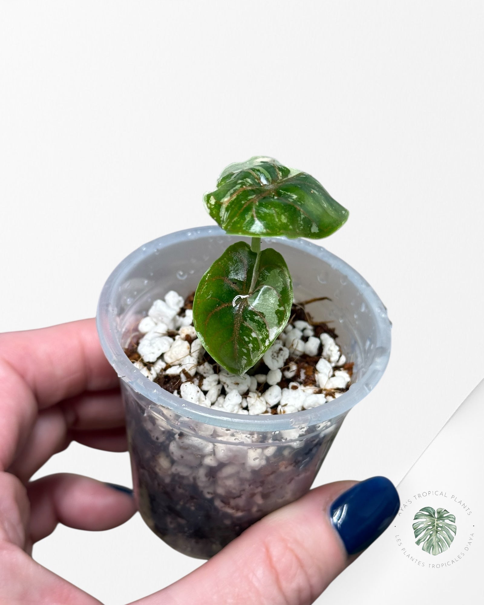 Alocasia Azlanii Variegated Pink| Rare TC Plant| Aya's Tropical Plants