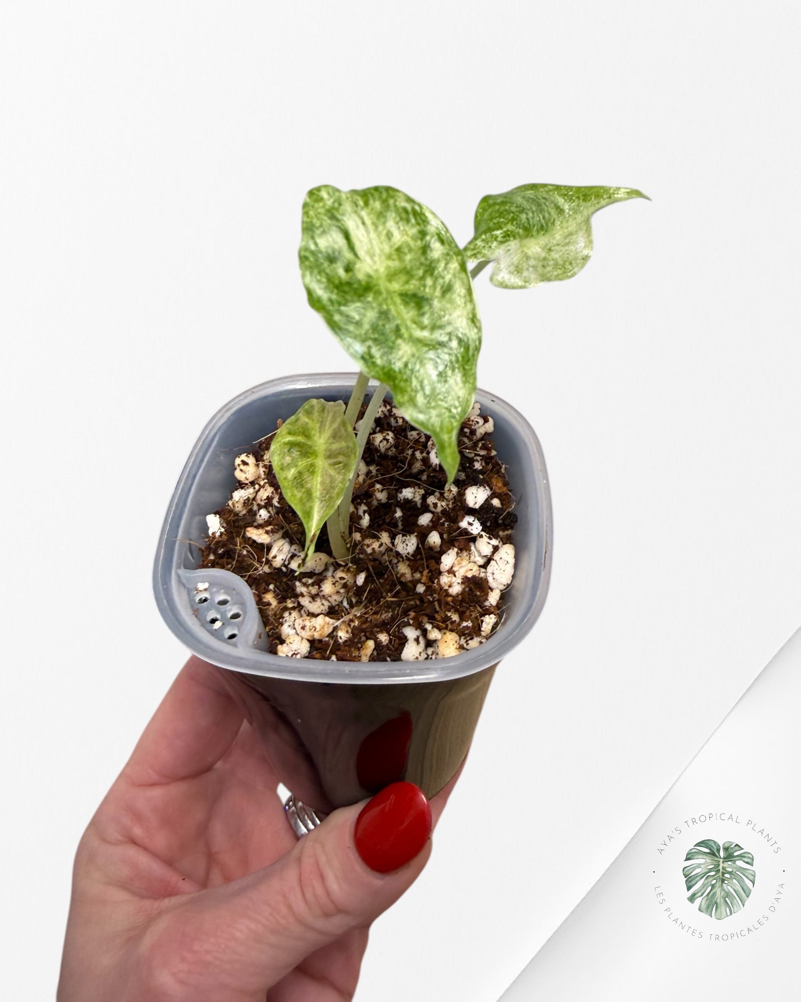 Alocasia Black Saturn 'Stardust' Variegated