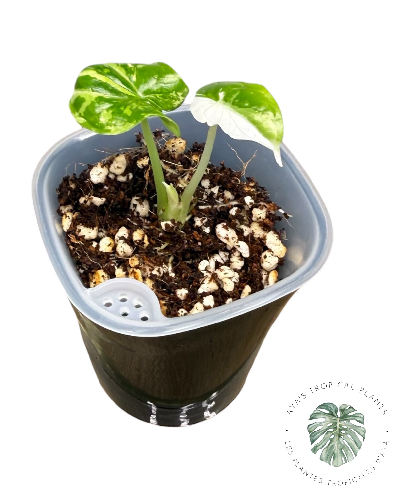 Alocasia Dragon Scale Albo Variegated
