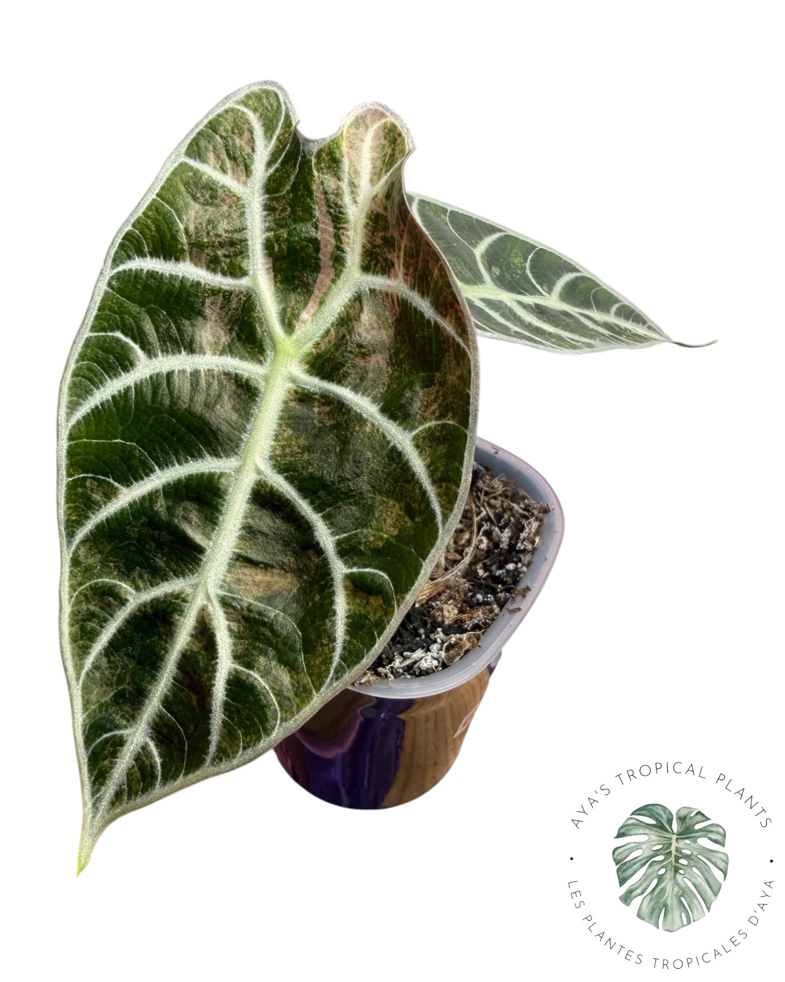 Alocasia Watsoniana Doff. Pink Variegated
