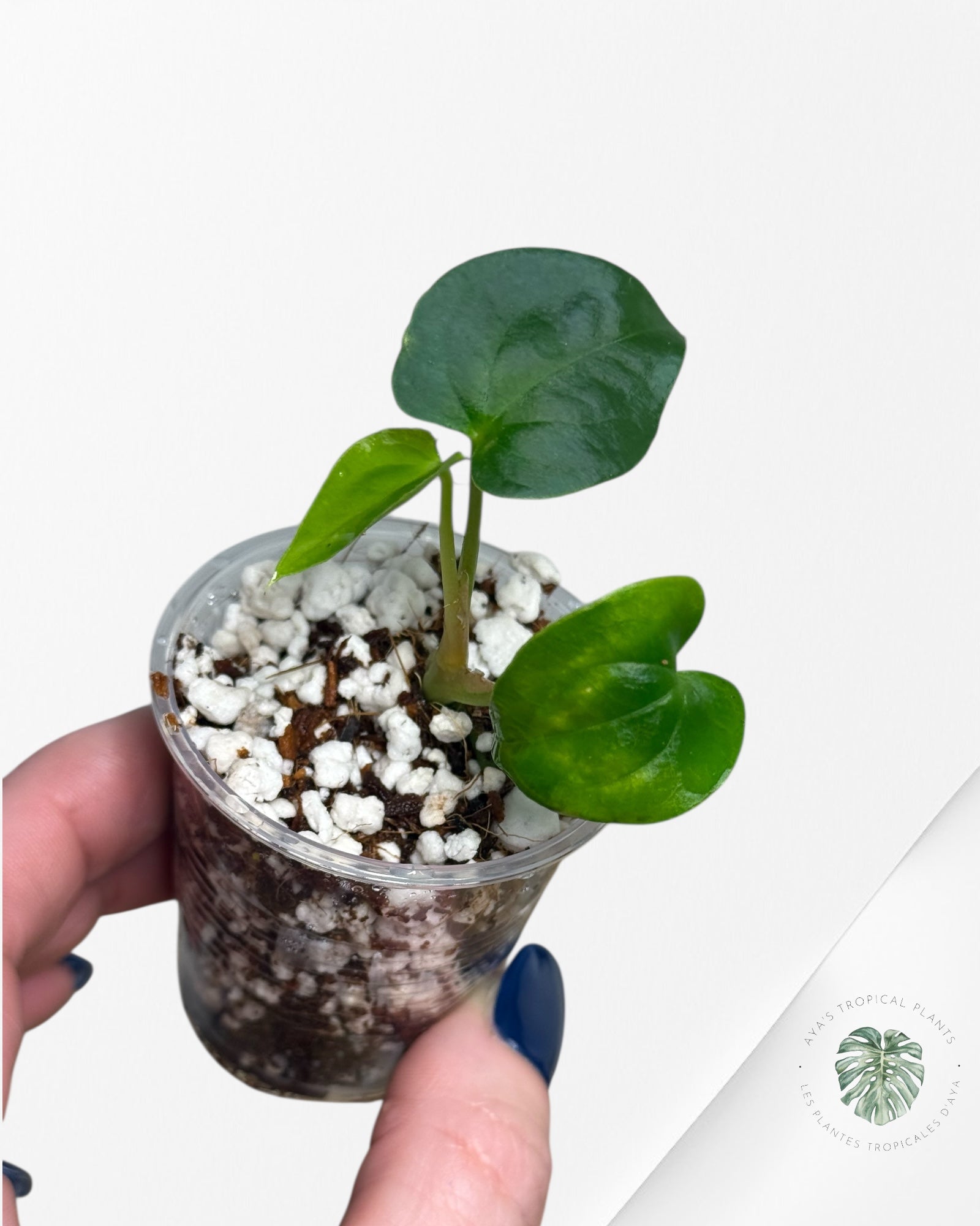 Anthurium Black Magic