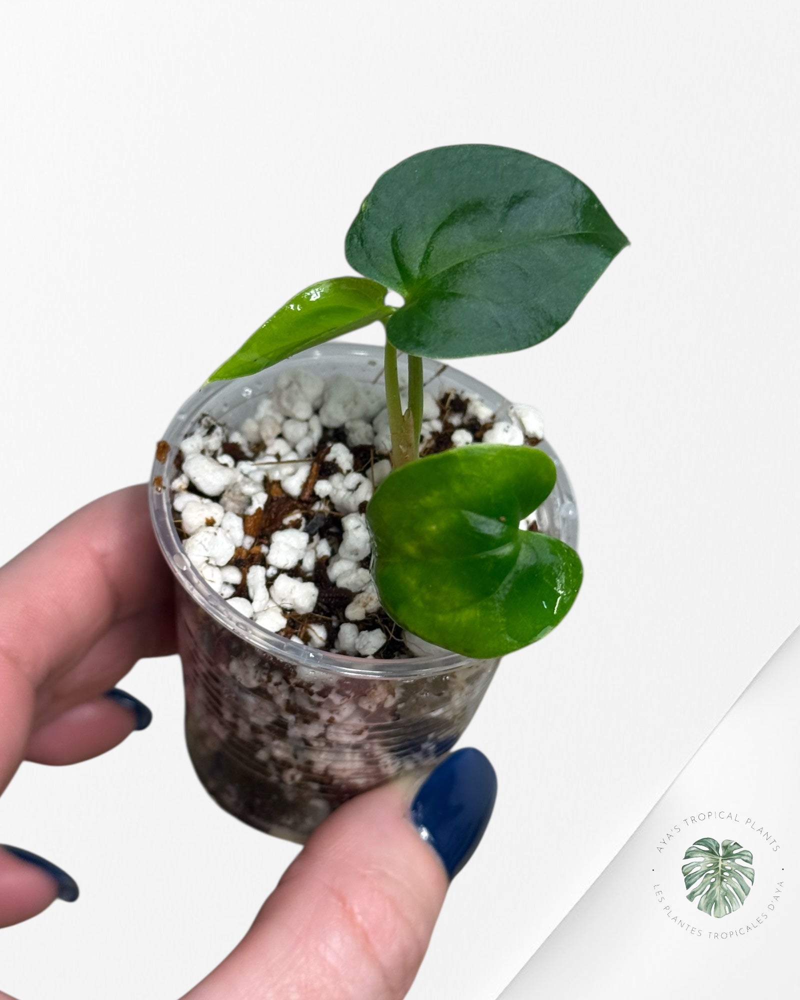 Anthurium Black Magic