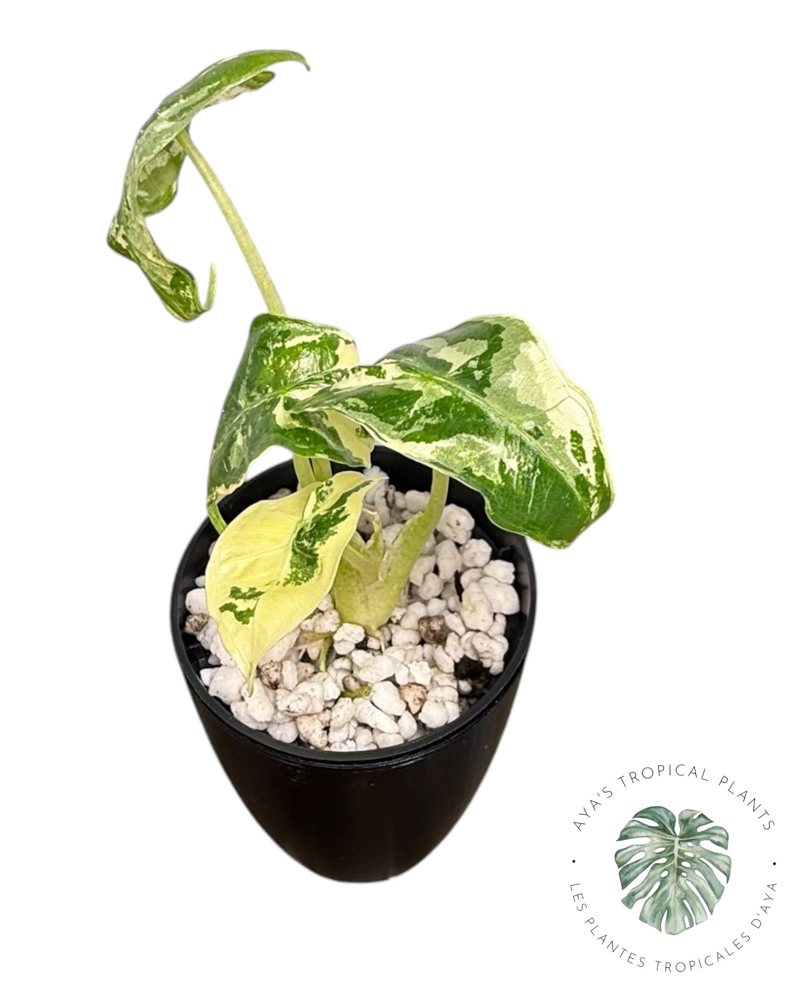 Alocasia Sarian Albo Variegated