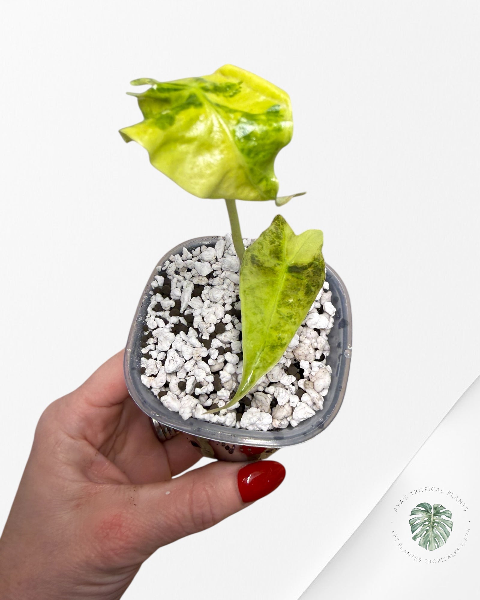 Alocasia Sanderiana ‘Bull’ Aurea Variegated