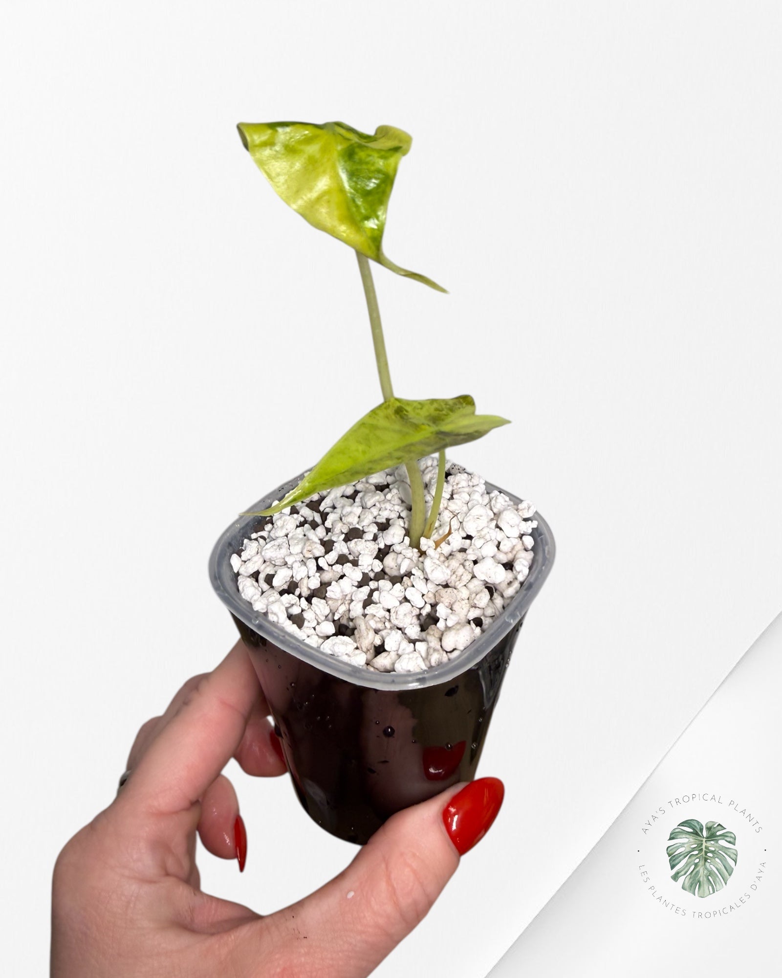 Alocasia Sanderiana ‘Bull’ Aurea Variegated