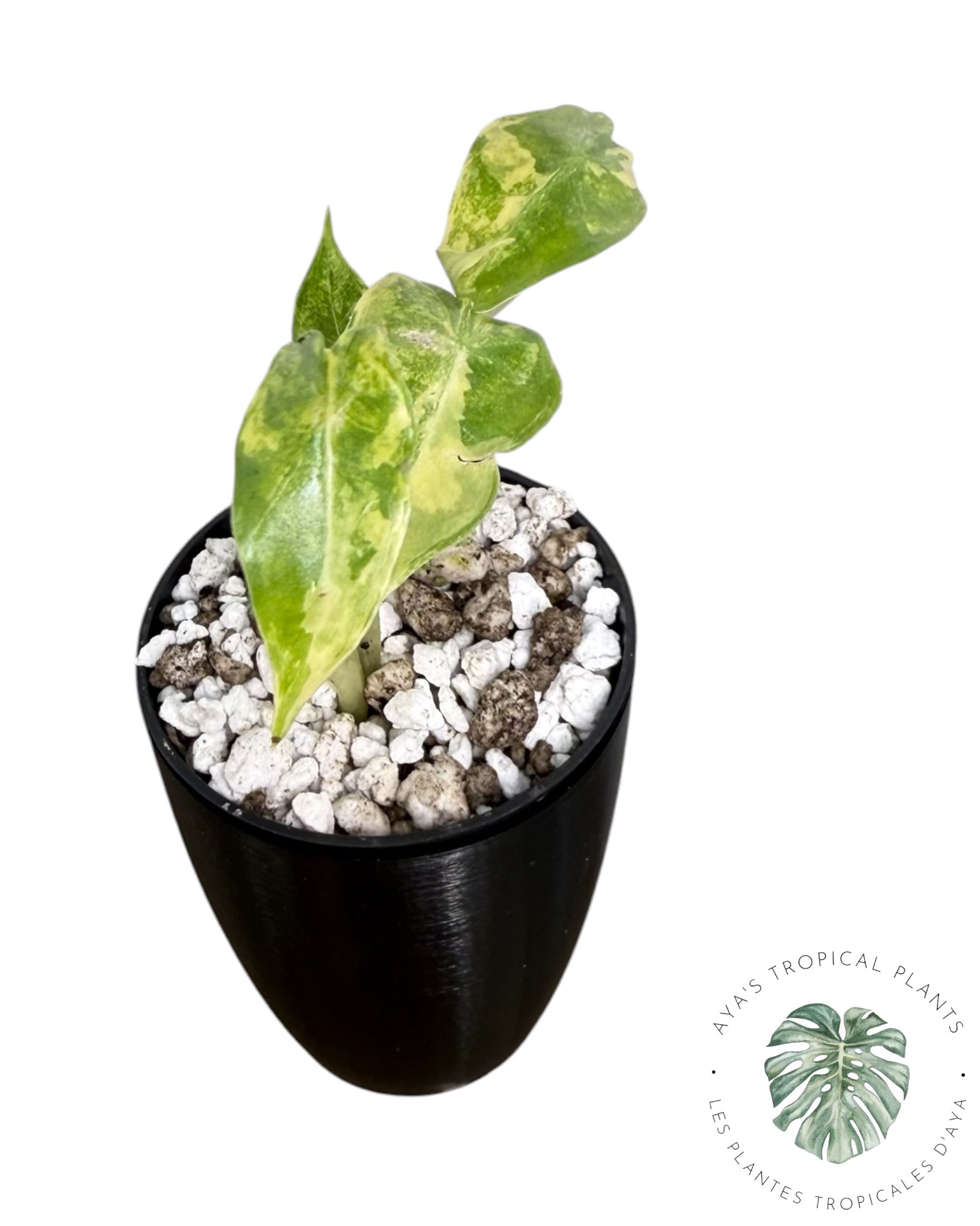 Alocasia Sarian Aurea