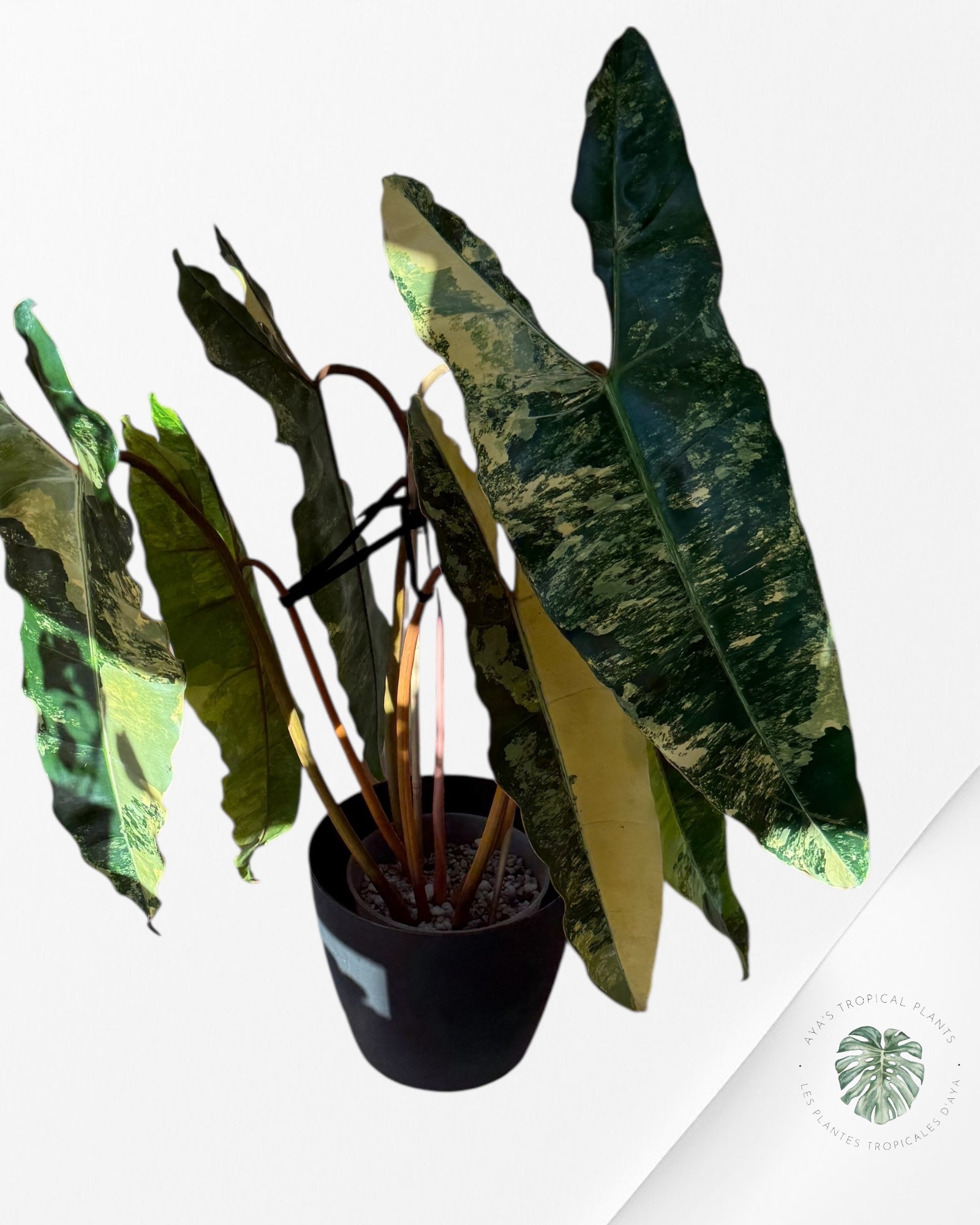 Philodendron Billietiae Variegated-C (XXL)