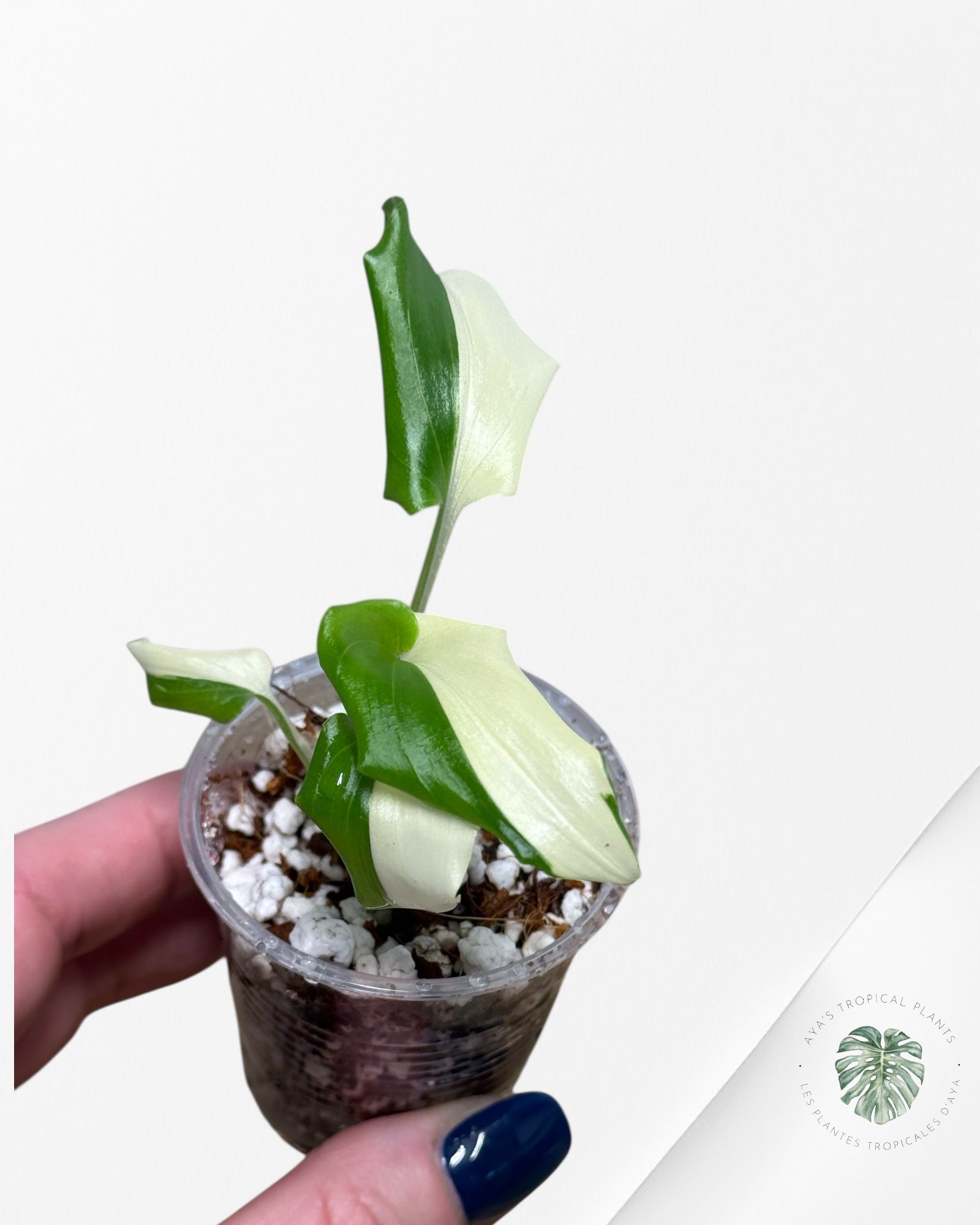 Kaempferia sp. 'Variegated