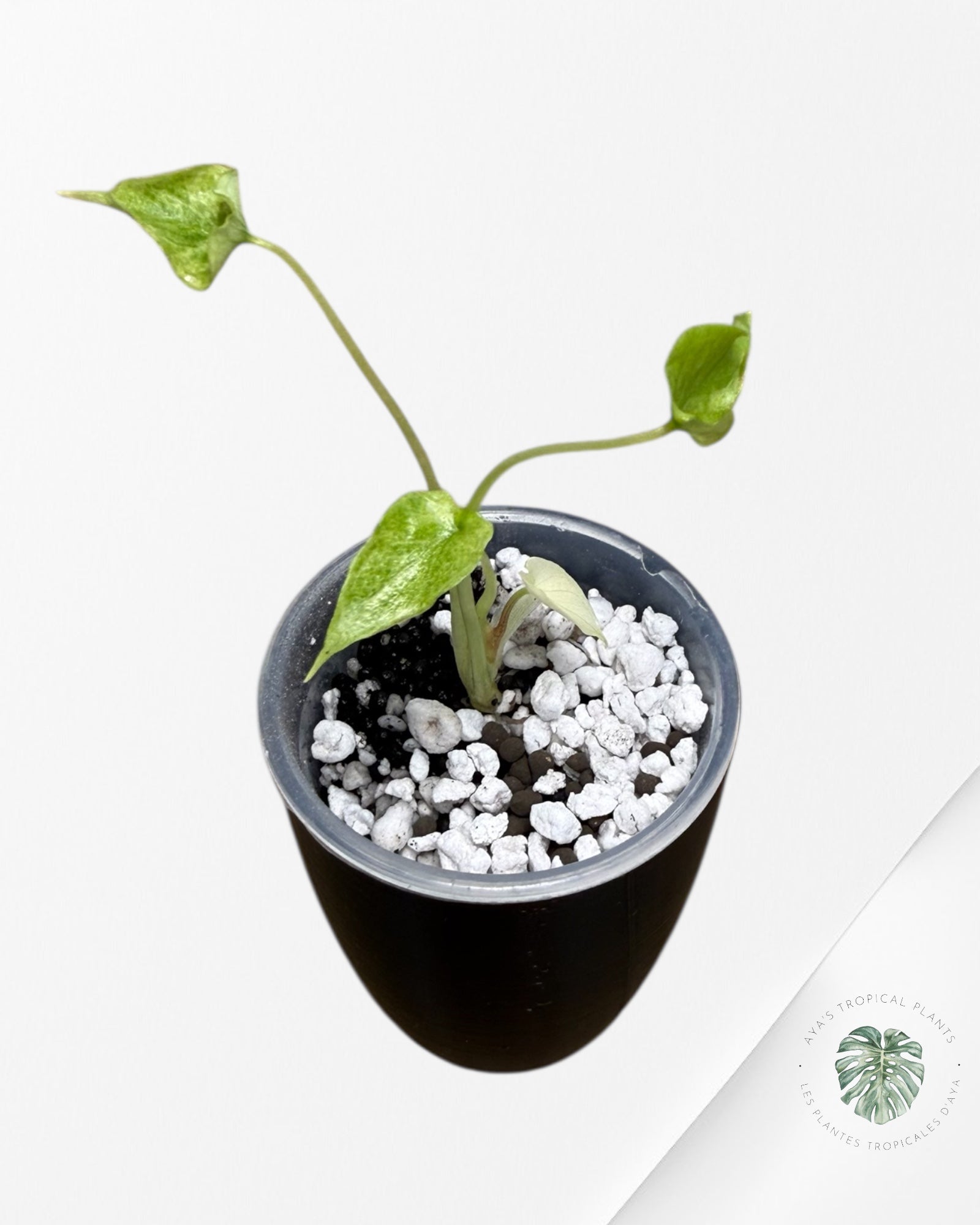 Alocasia Scalprum Albo Mint Variegated