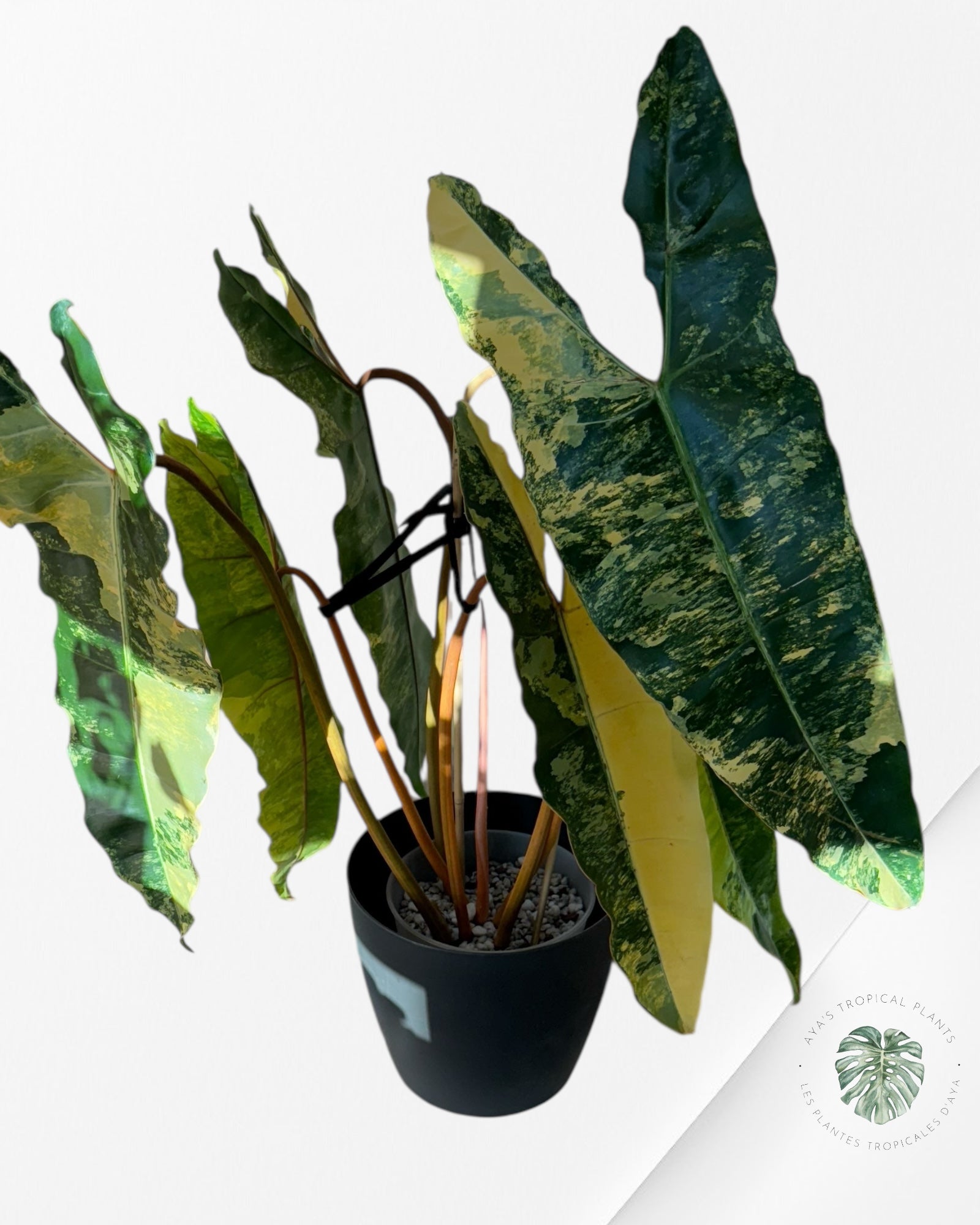 Philodendron Billietiae Variegated-C (XXL)