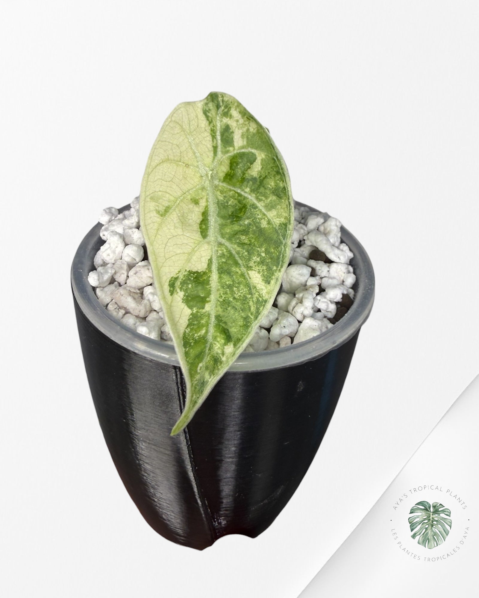 Alocasia Watsoniana Doff. Pink Variegated