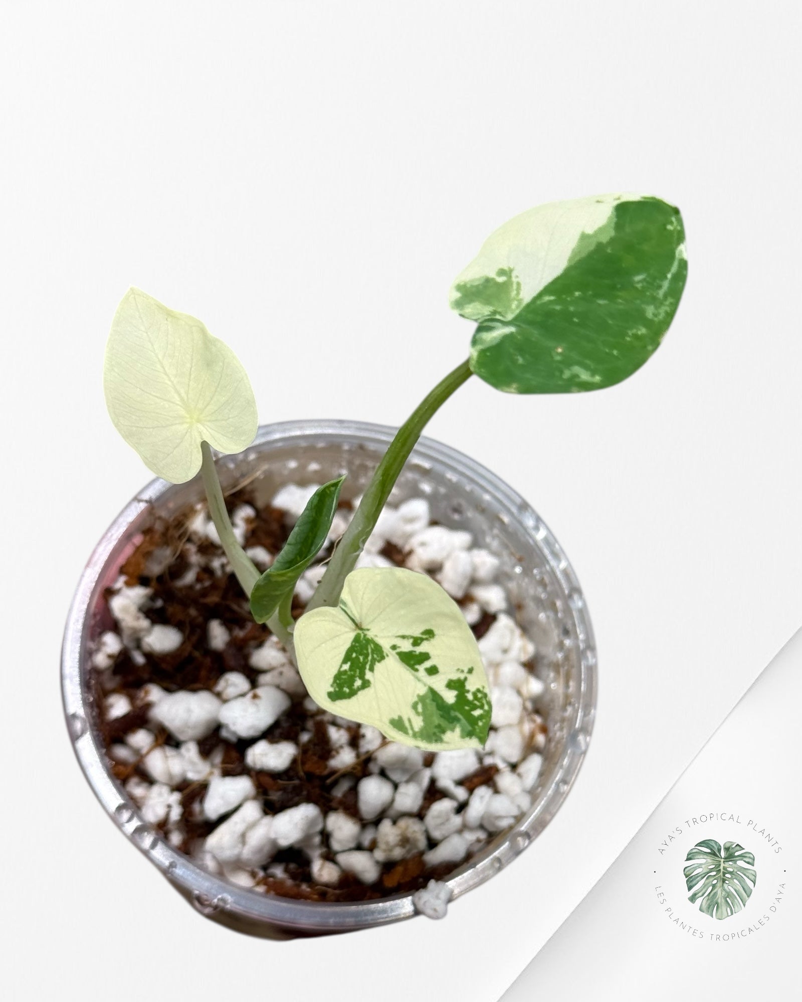 Colocasia White Tiger-T1