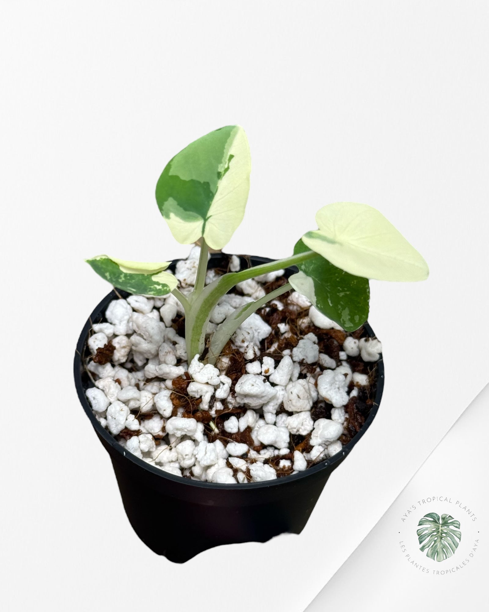 Colocasia White Tiger