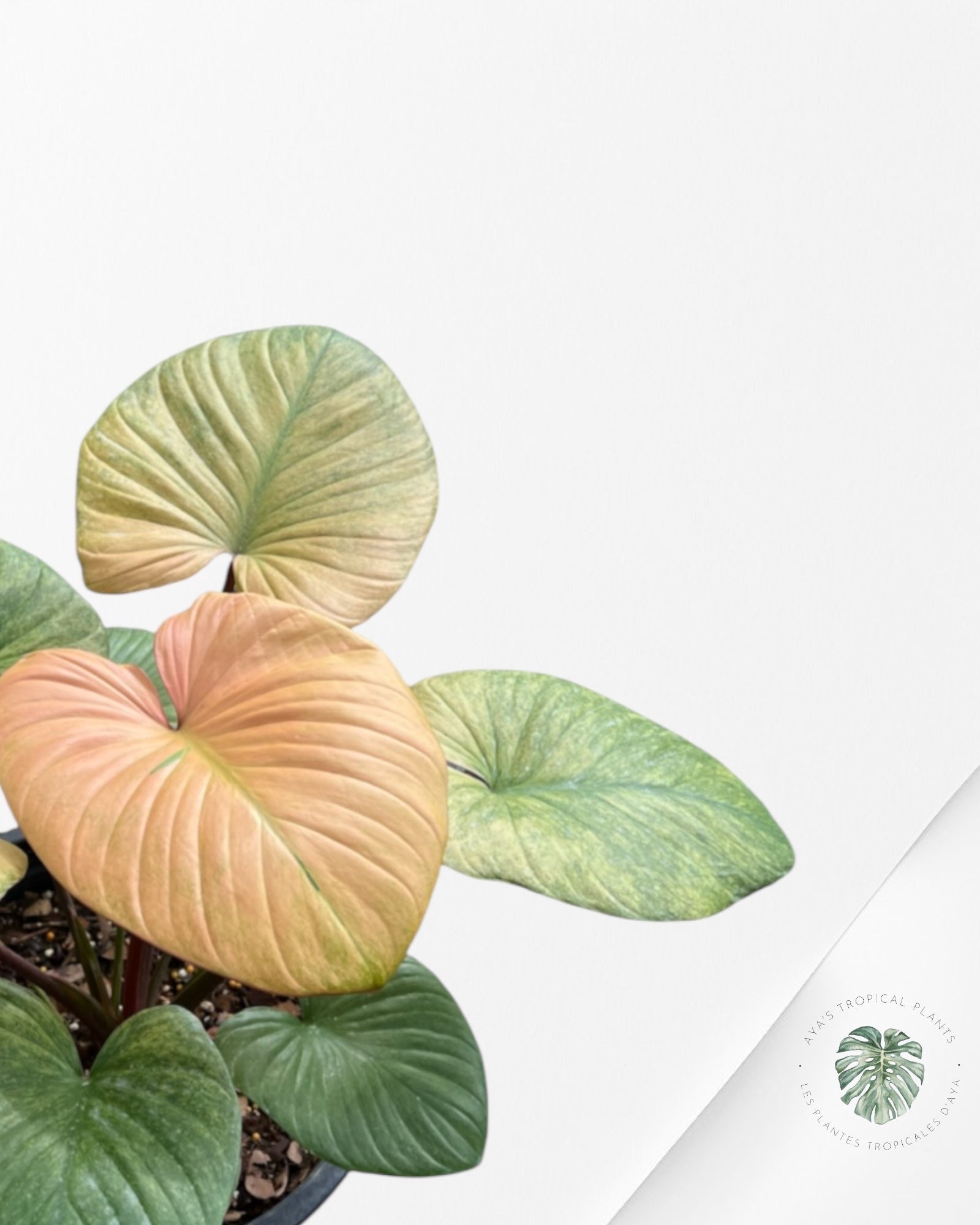 Homalomena rubescens "Mint" variegated - TC2
