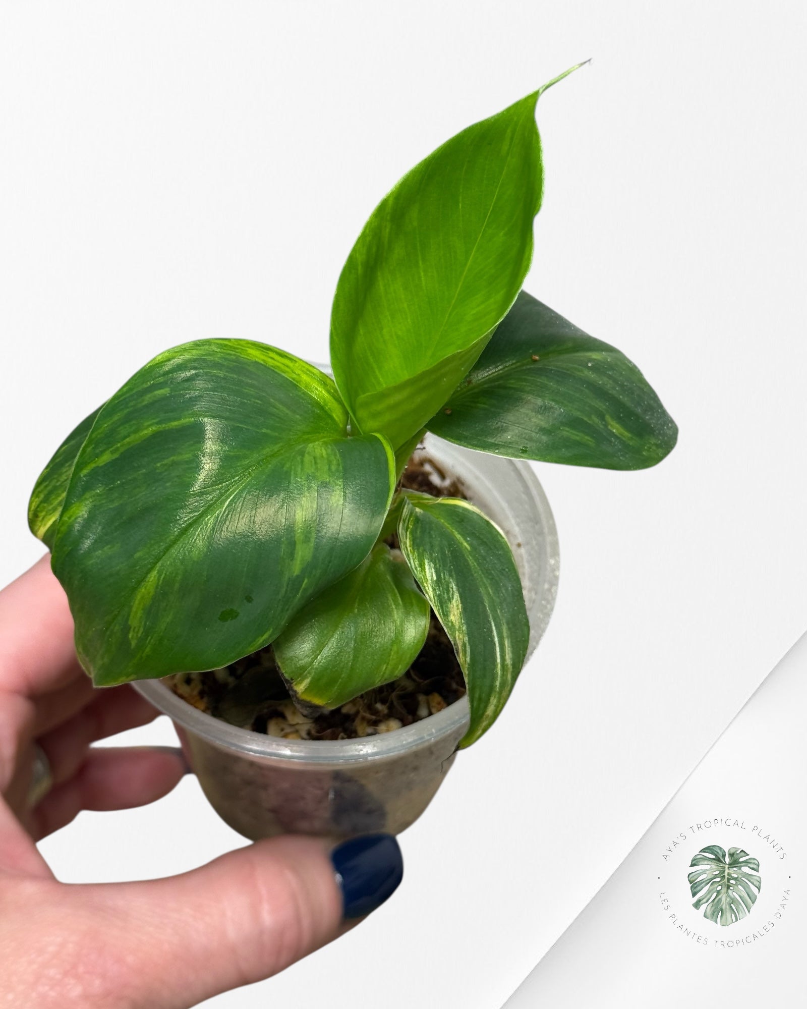 Banana Tree (Aurea) Variegated - TC4