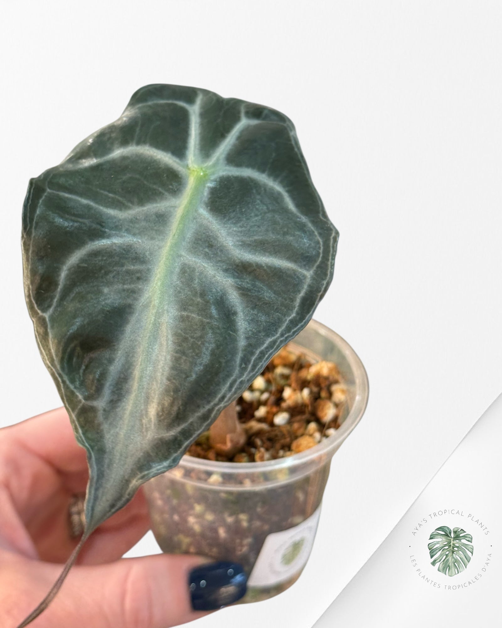 Alocasia Venom| Rare TC Plant| Aya's Tropical Plants