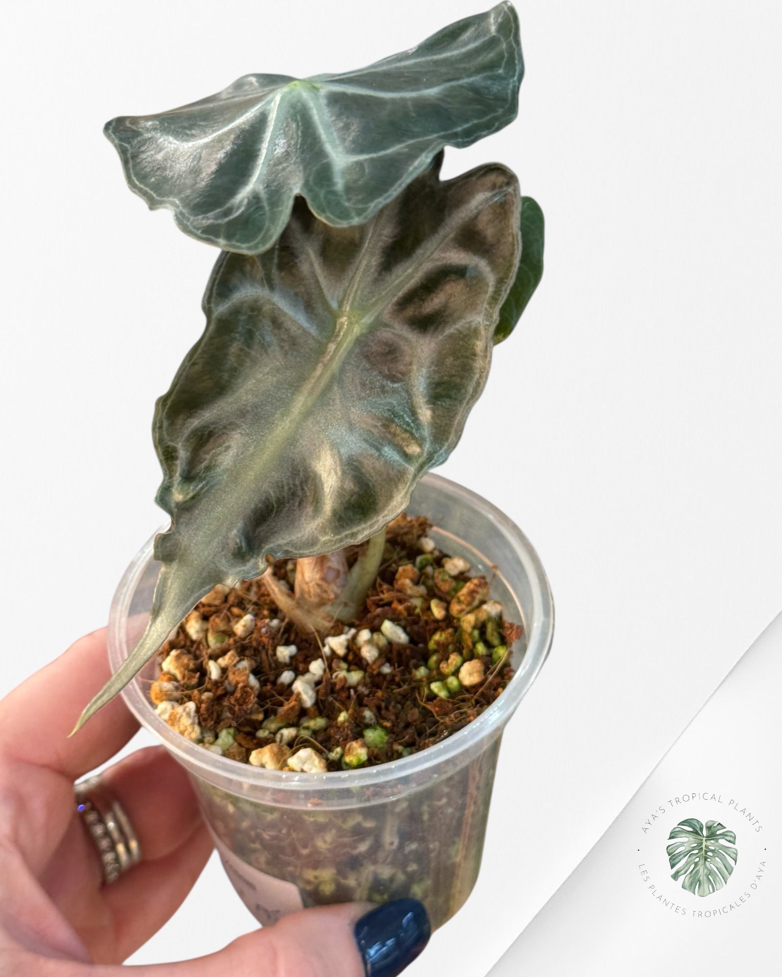 Alocasia Venom| Rare TC Plant| Aya's Tropical Plants