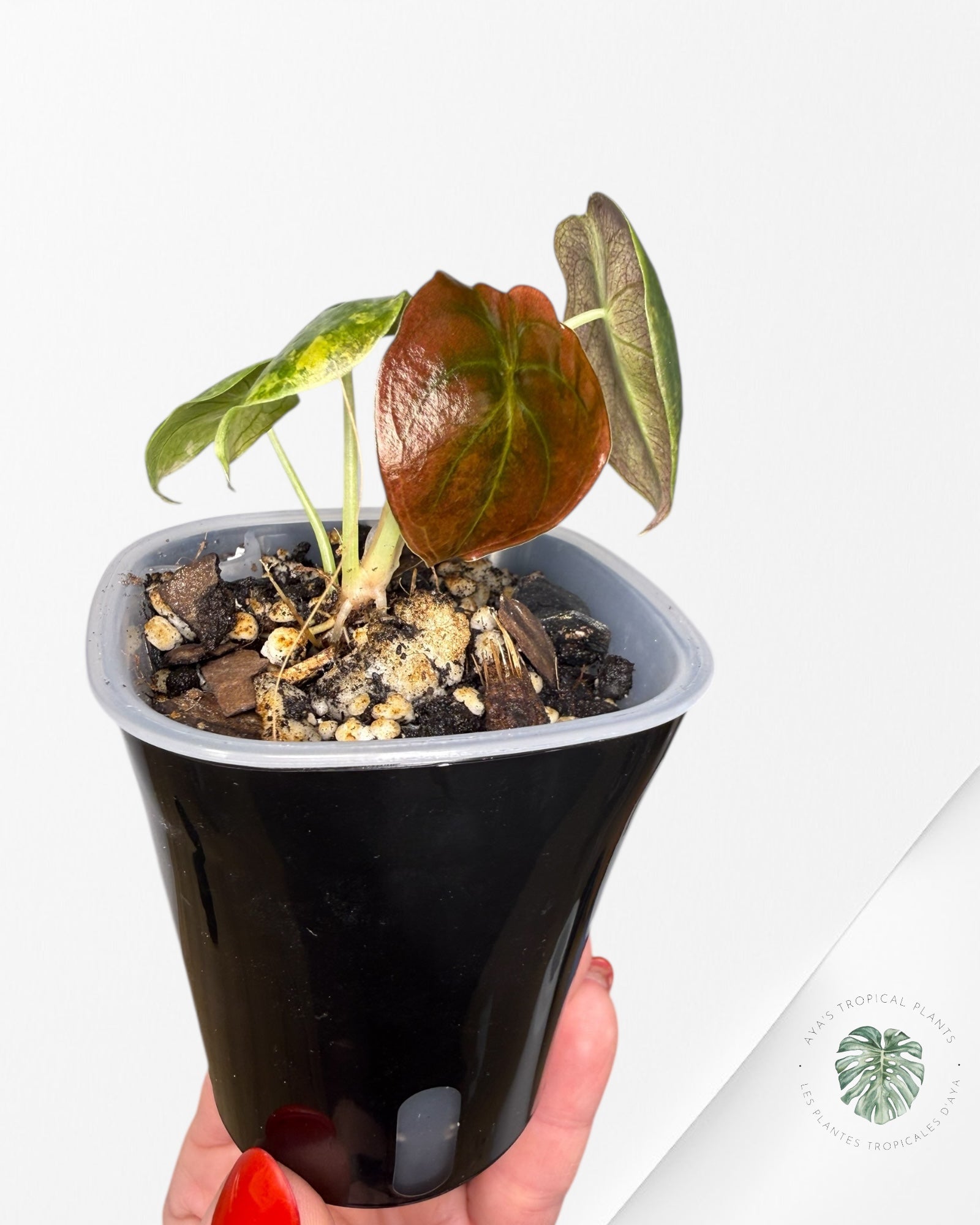 Alocasia Cuprea Golden Latte variegated