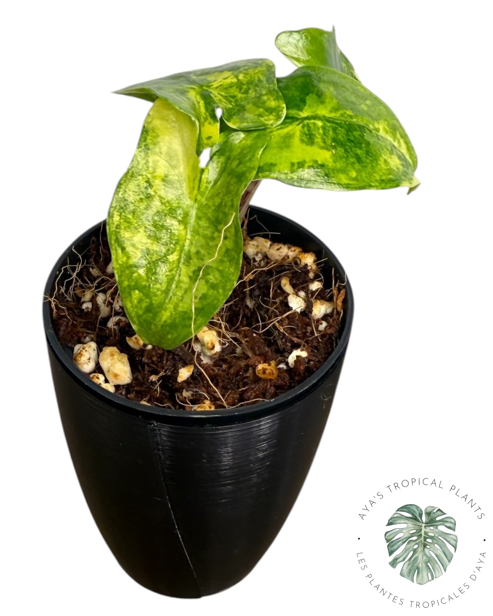 Alocasia Zebrina Aurea