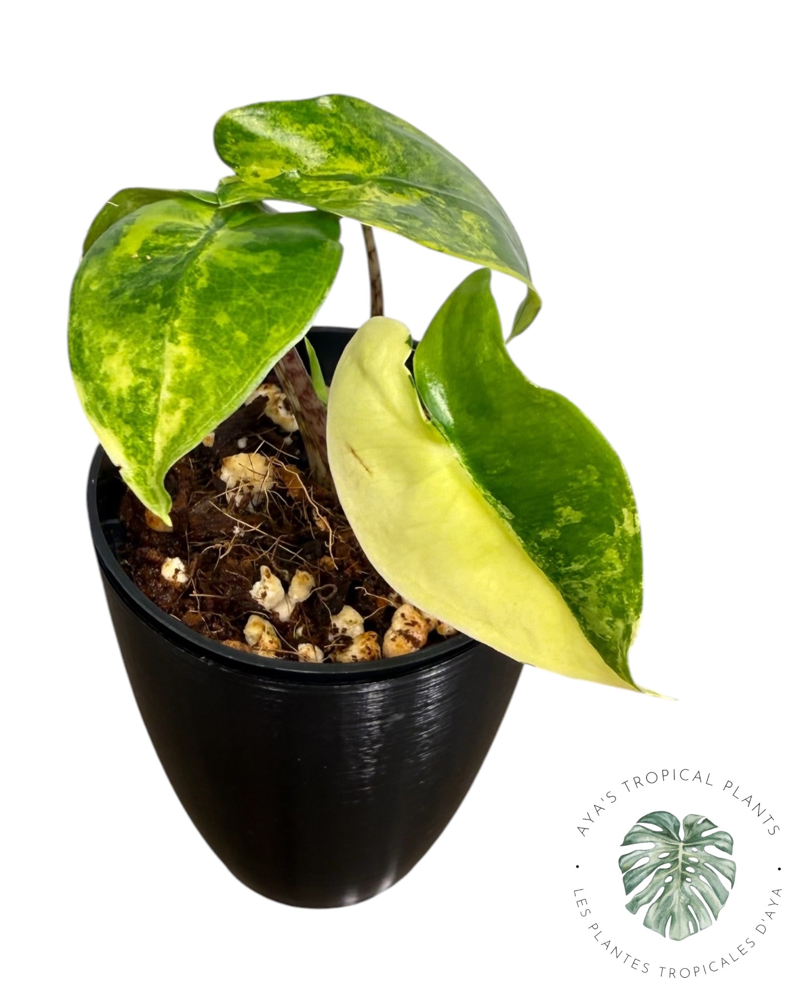 Alocasia Zebrina Aurea