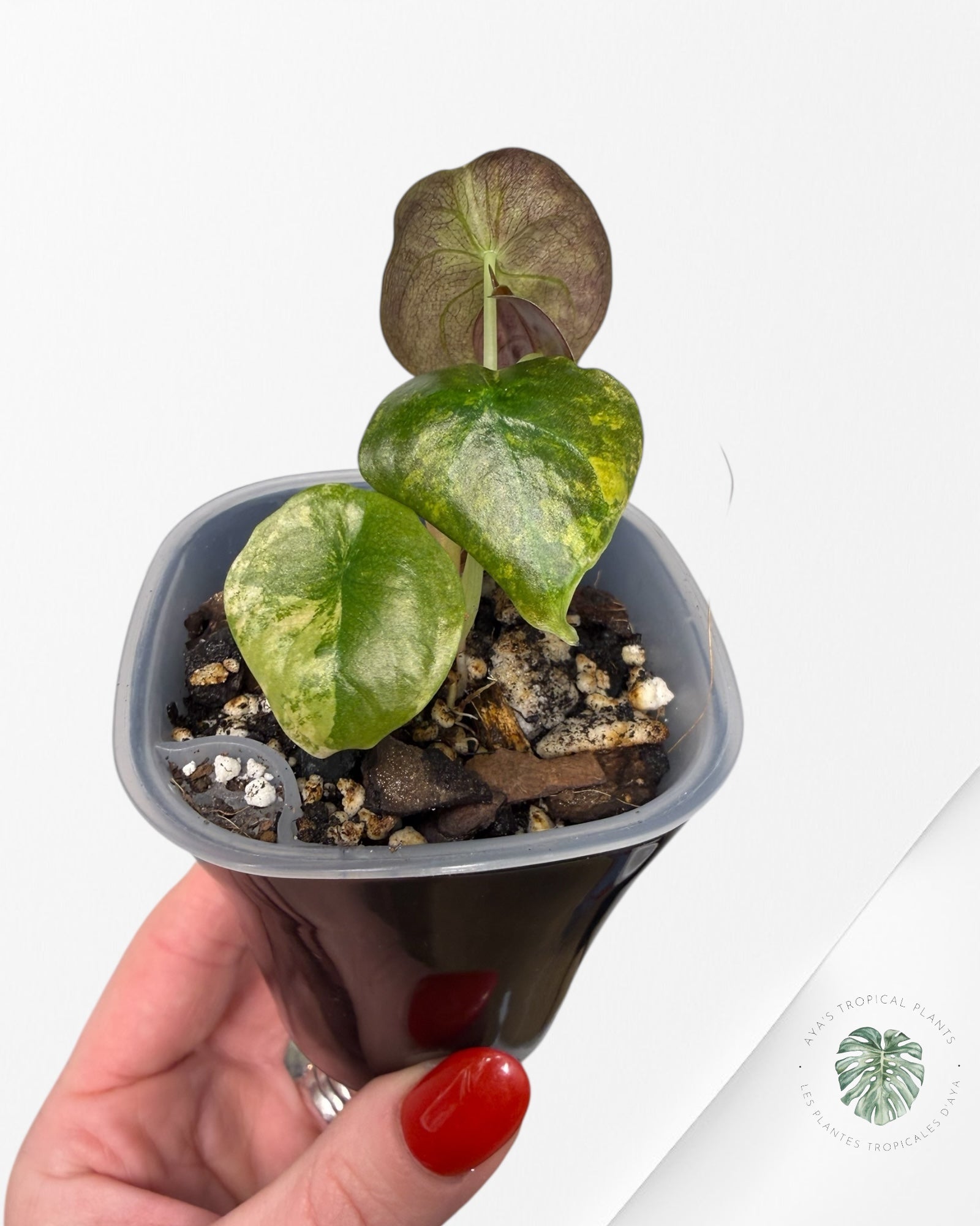 Alocasia Cuprea Golden Latte variegated