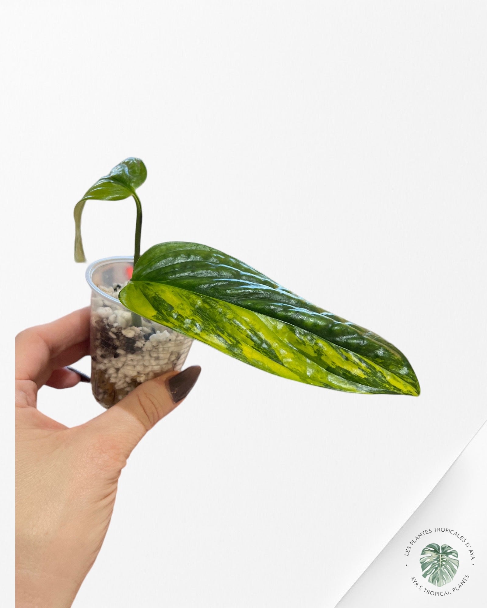 Monstera Peru Variagated -JA41