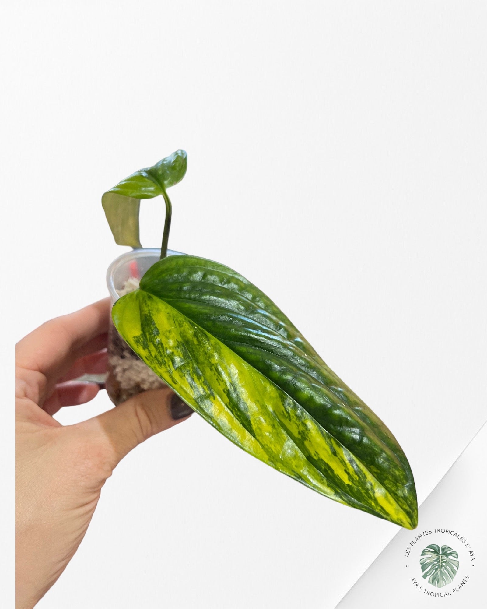 Monstera Peru Variagated -JA41