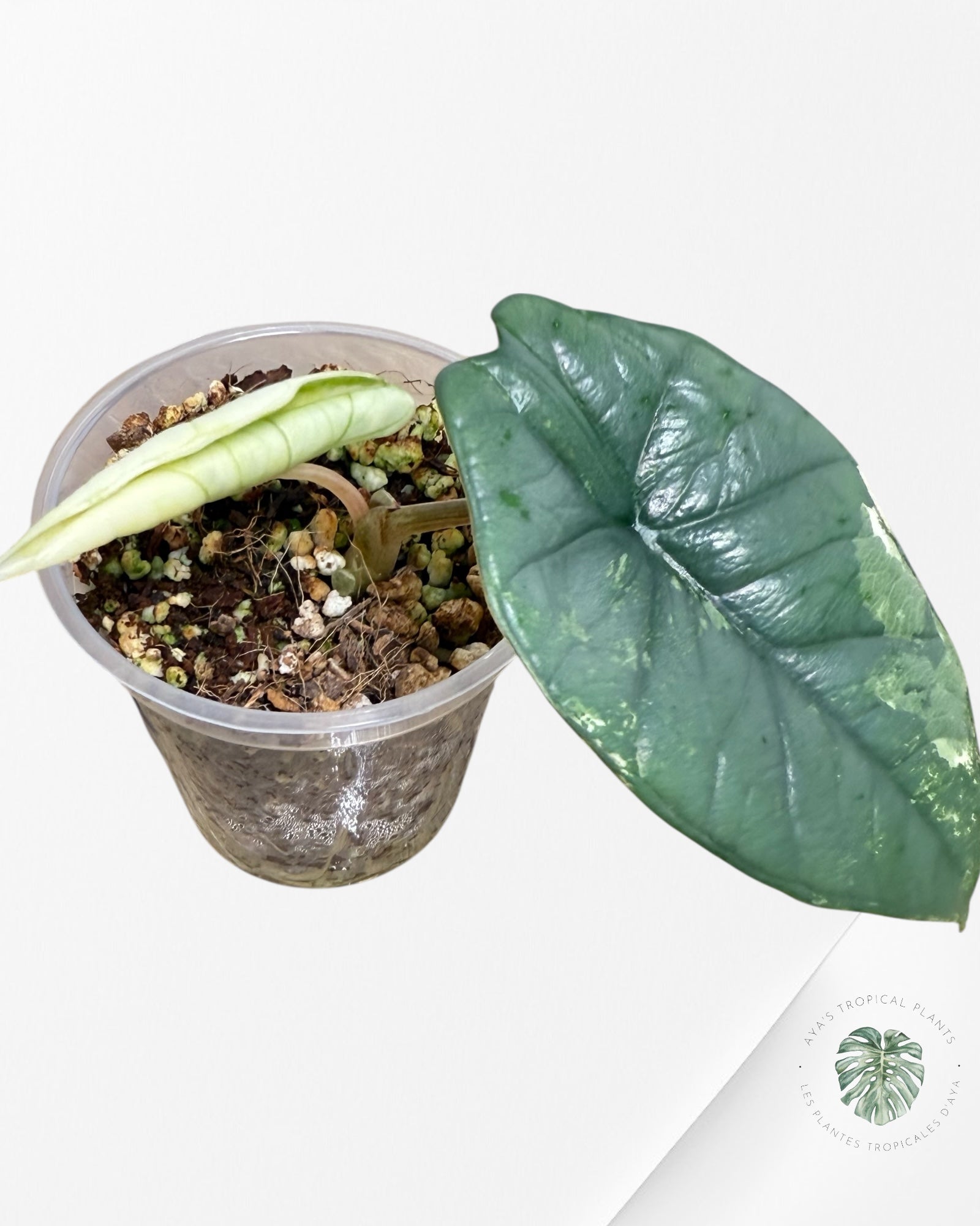 Alocasia Bisma sp. 'Platinum' Albo Variegated | Rare TC Plant| Aya's Tropical Plants