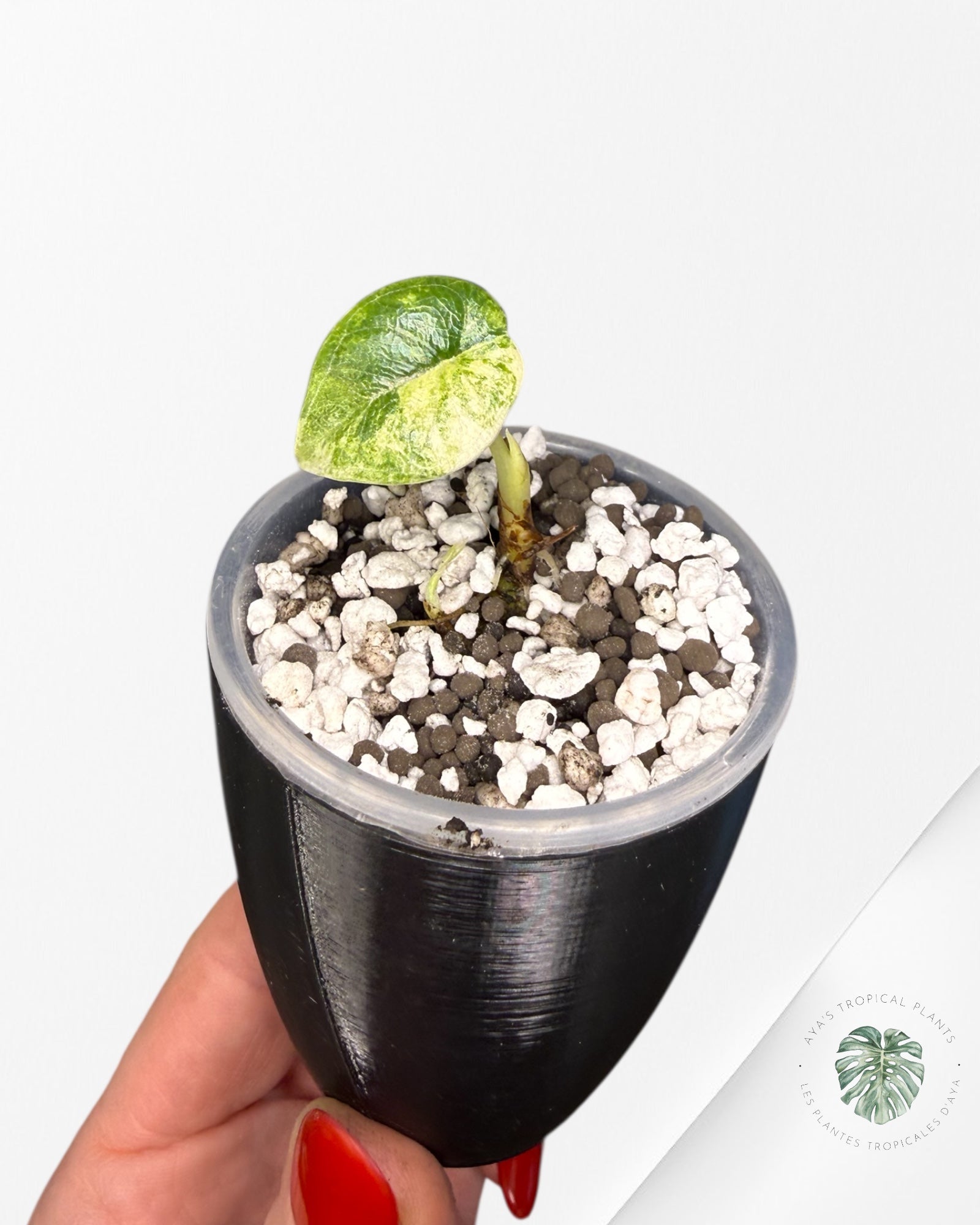 Alocasia Maharani Aurea Variegated