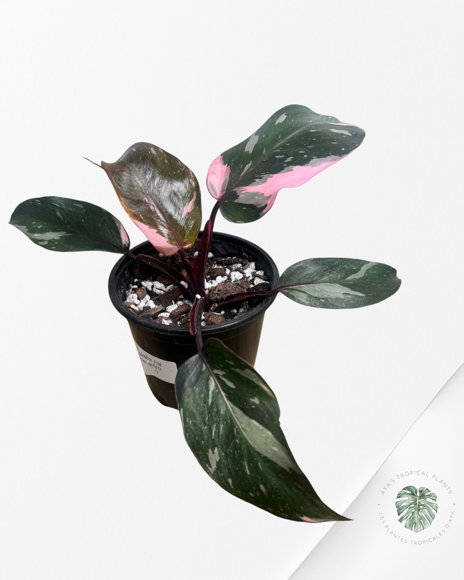 Philodendron Pink Princess Galaxy - SP500