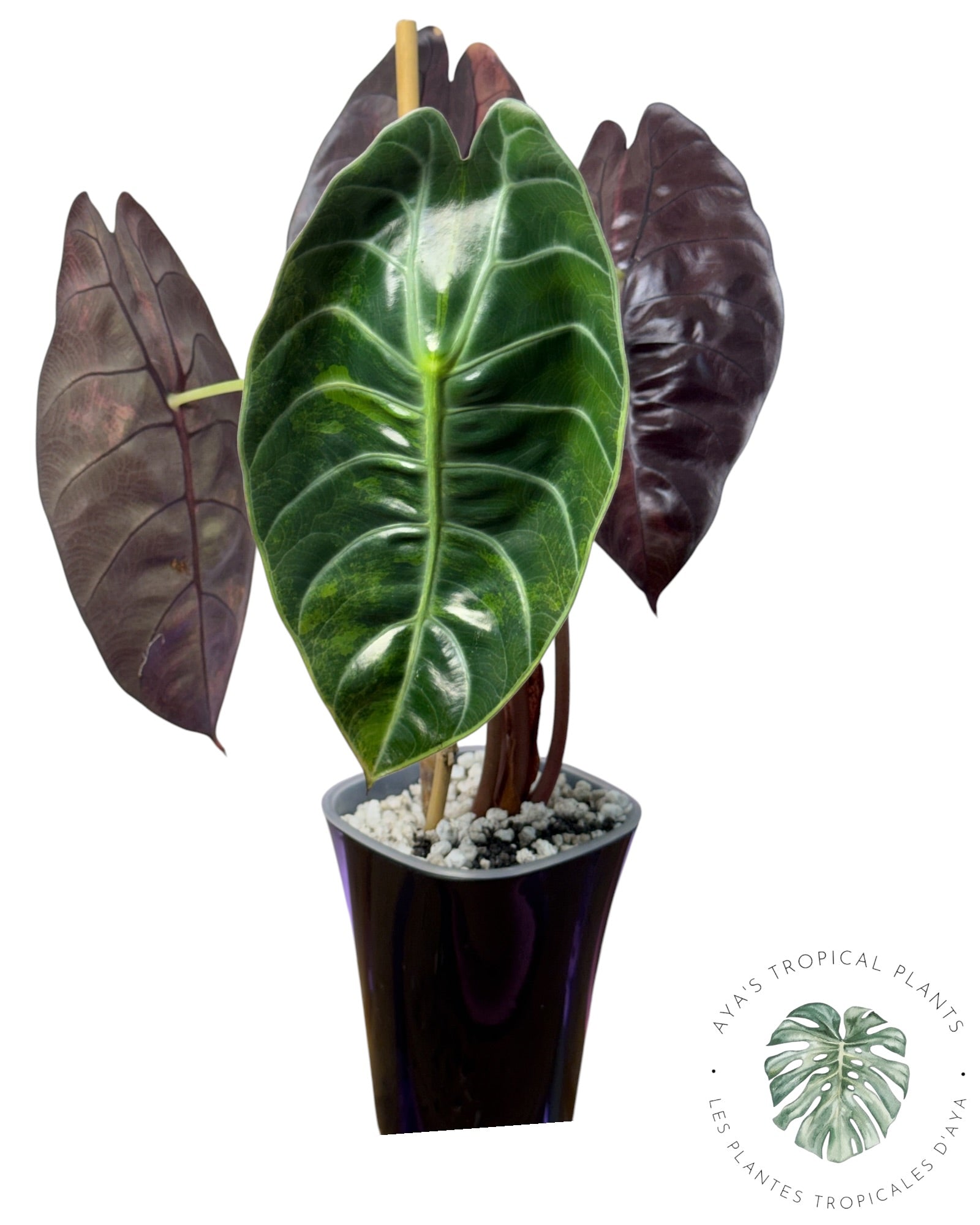 Alocasia Sedenii Aurea Variegated
