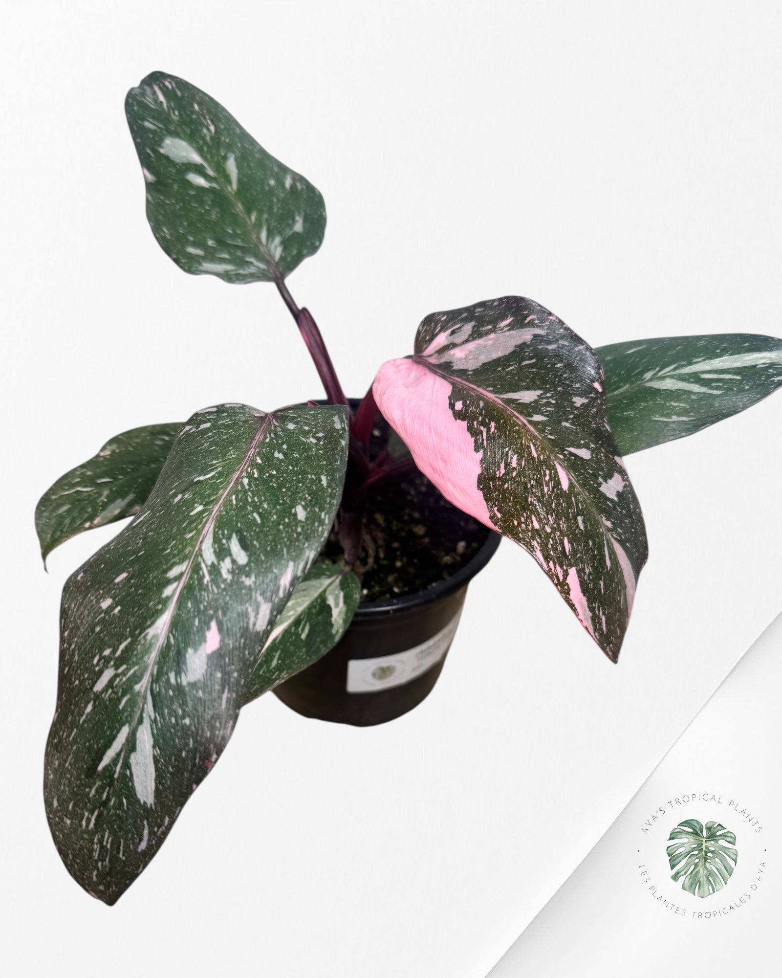 Philodendron Pink Princess Galaxy - SP200