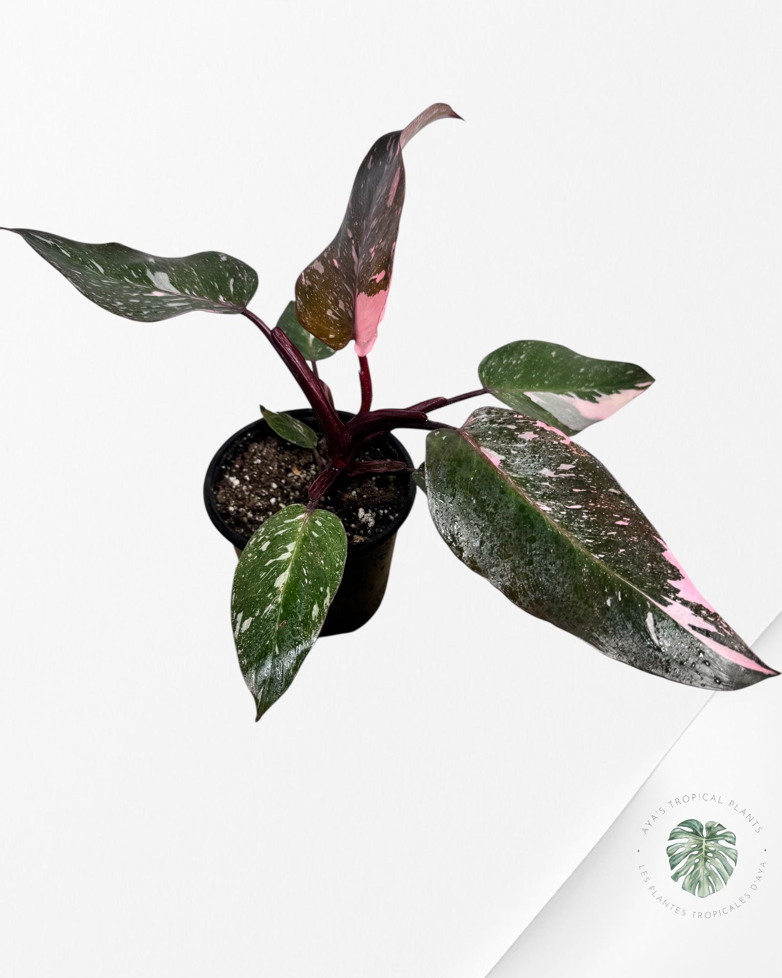 Philodendron Pink Princess Galaxy - SP600