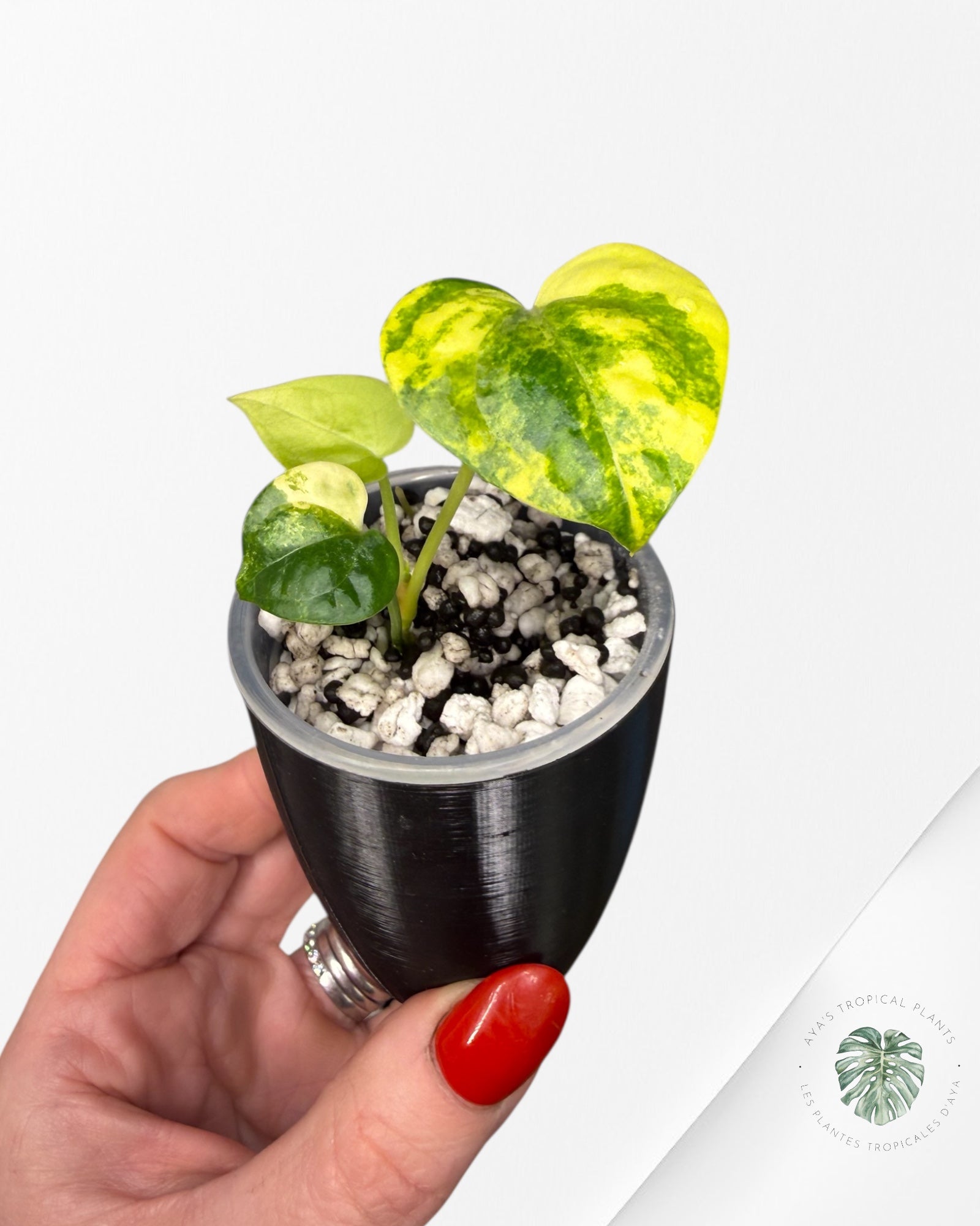 Anthurium Clarinervium Aurea Variegated