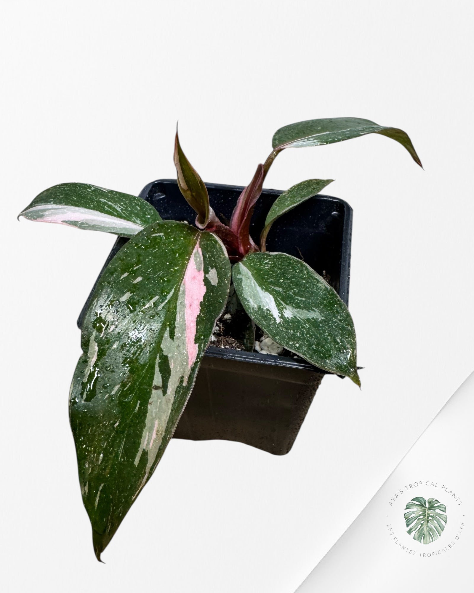 Philodendron Pink Princess Galaxy - SP800