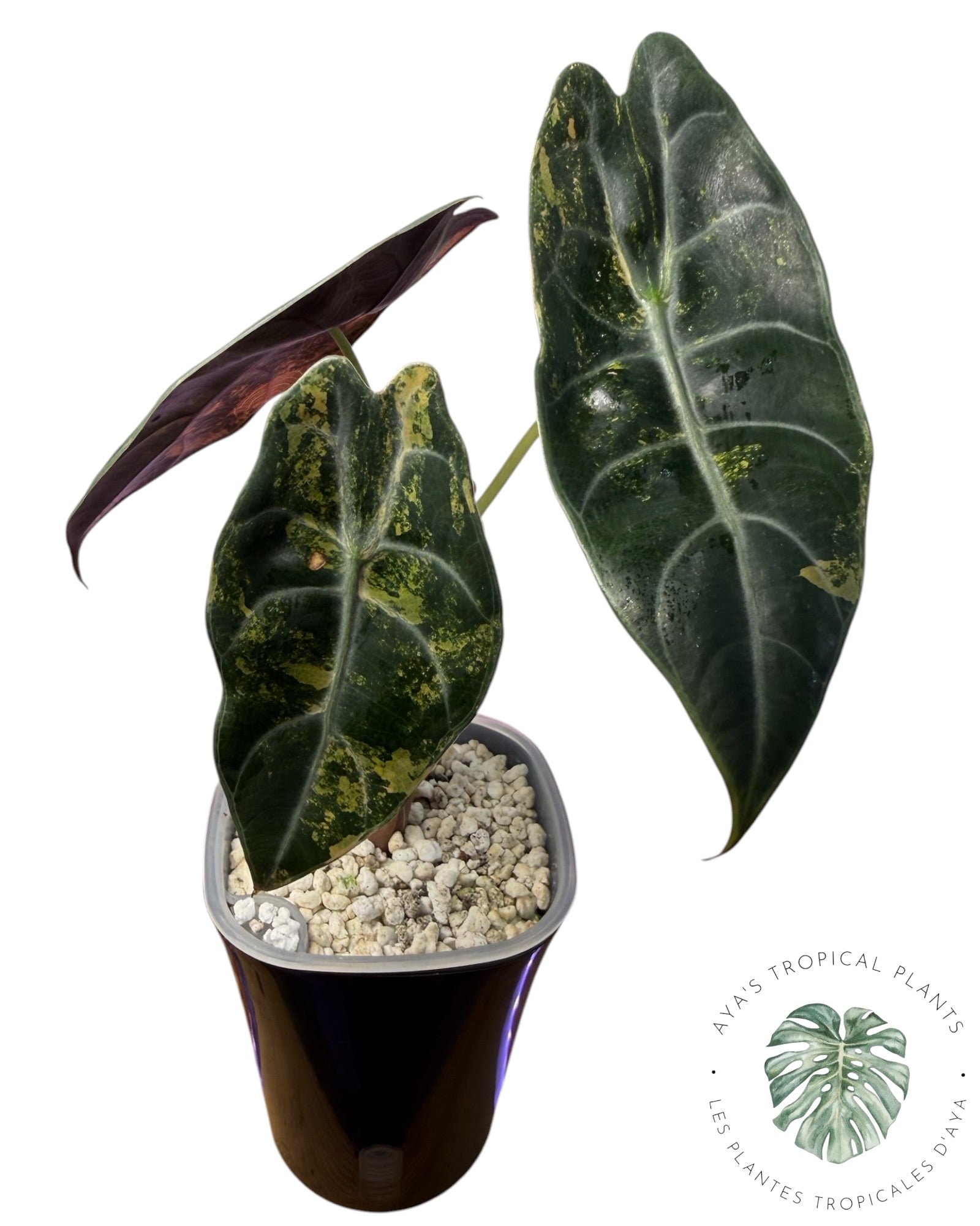Alocasia Sedenii Aurea Variegated