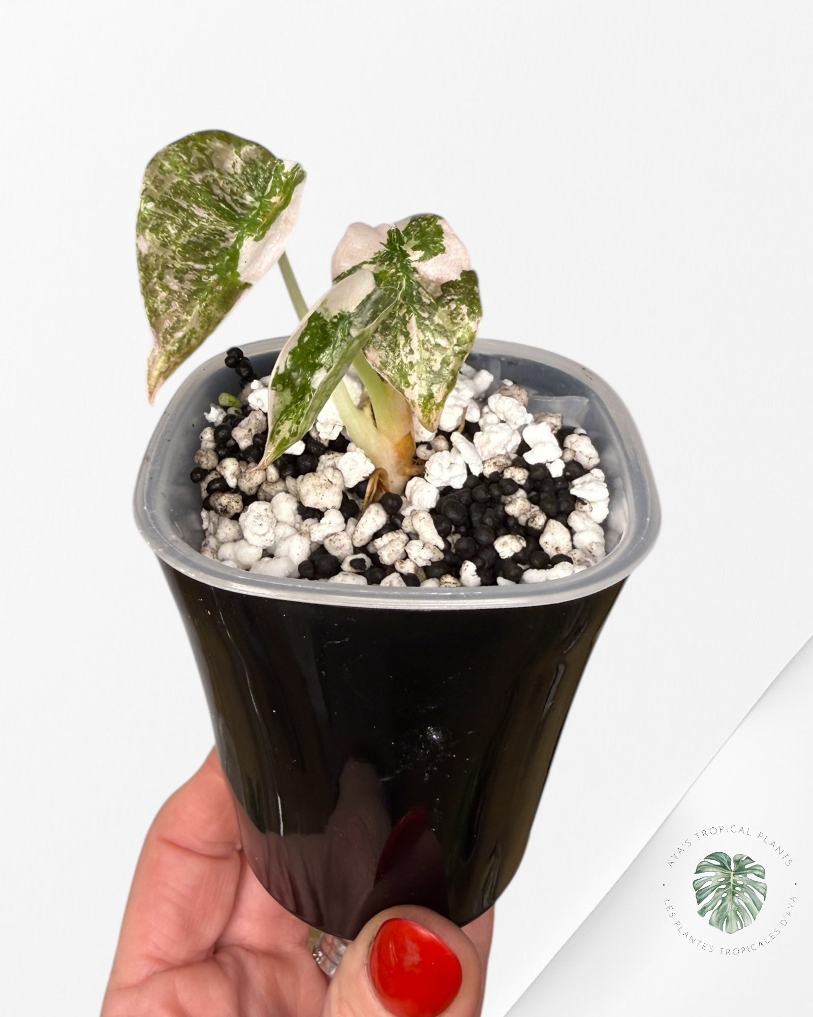 Alocasia Cuprea Albo|Pink Variegated