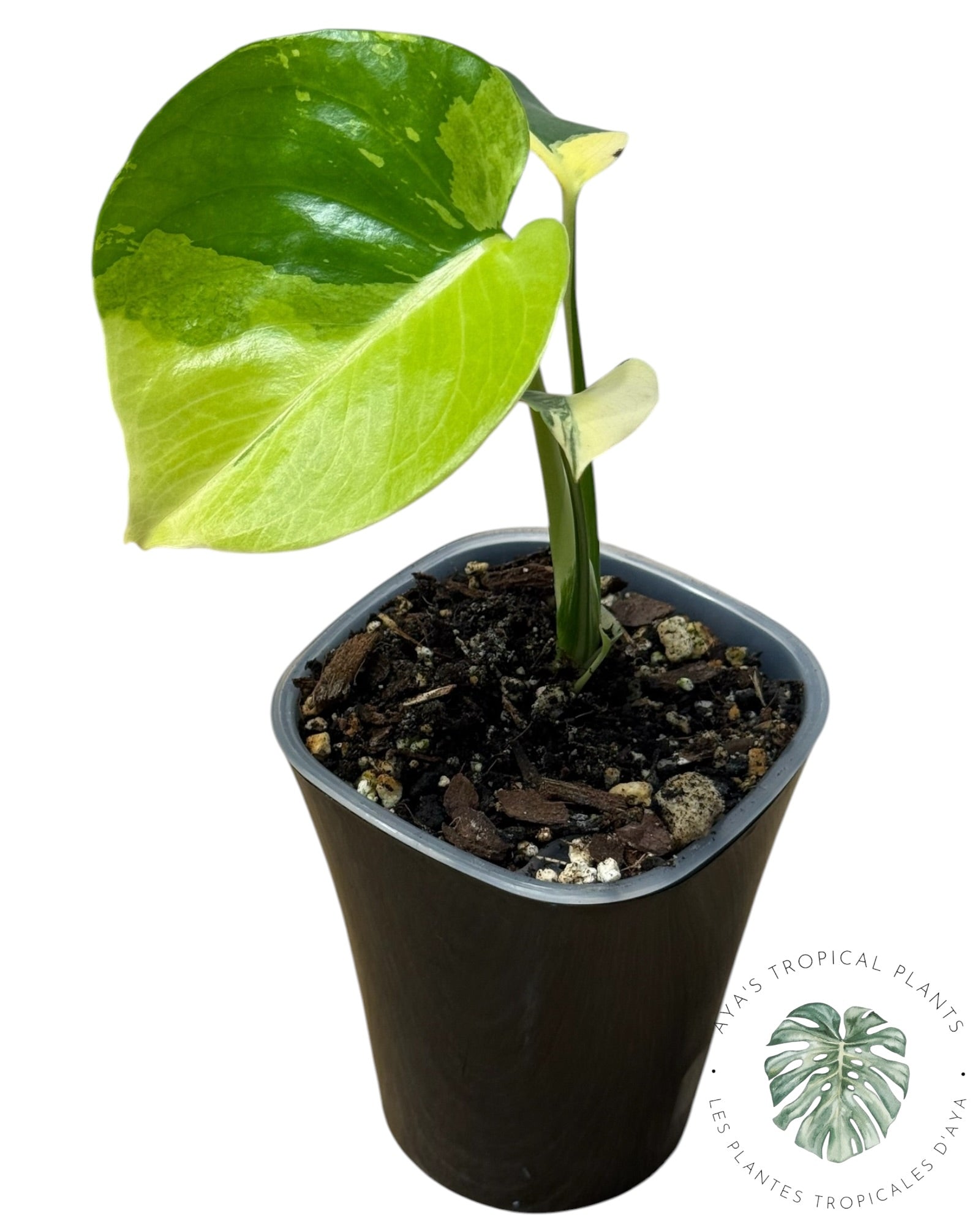 Monstera Deliciosa Pom Pom’