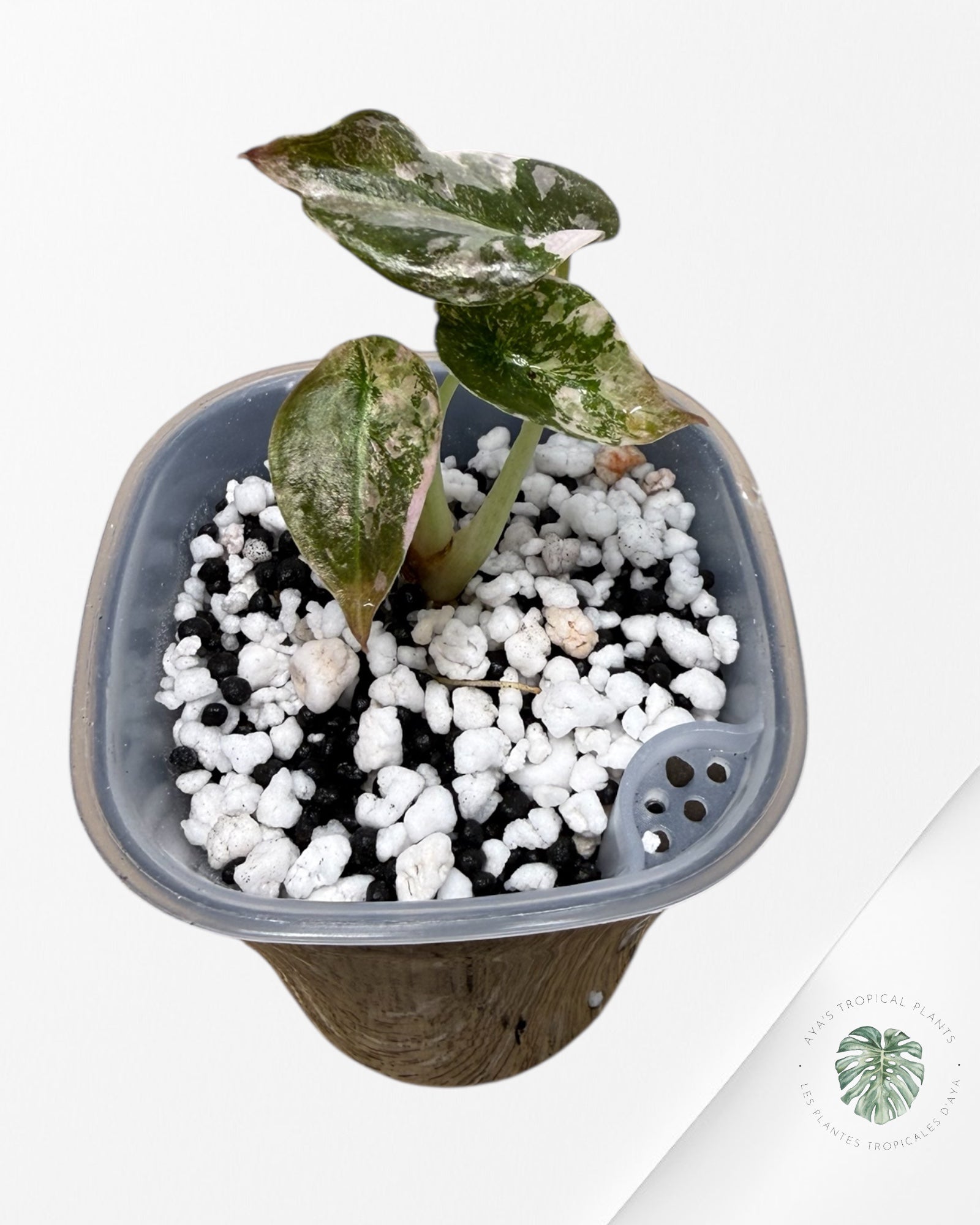 Alocasia Cuprea Albo|Pink Variegated