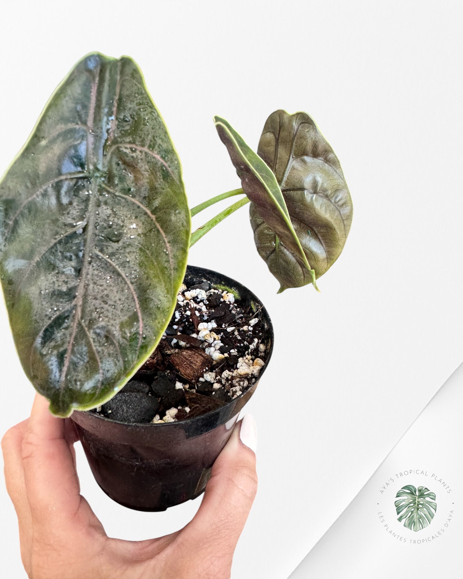 Alocasia azlanii - 200