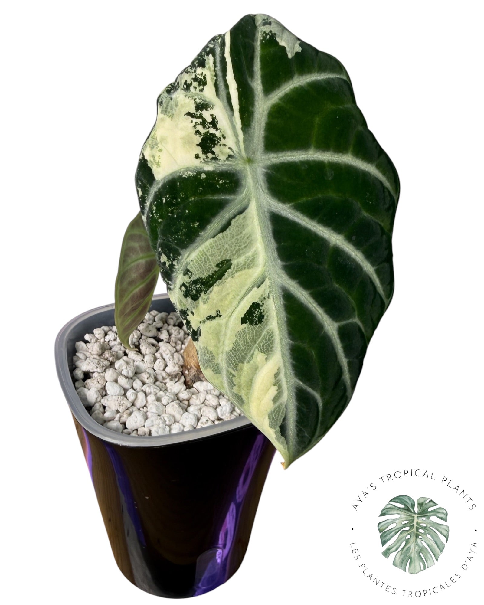 Alocasia Ninja Albo Variegated