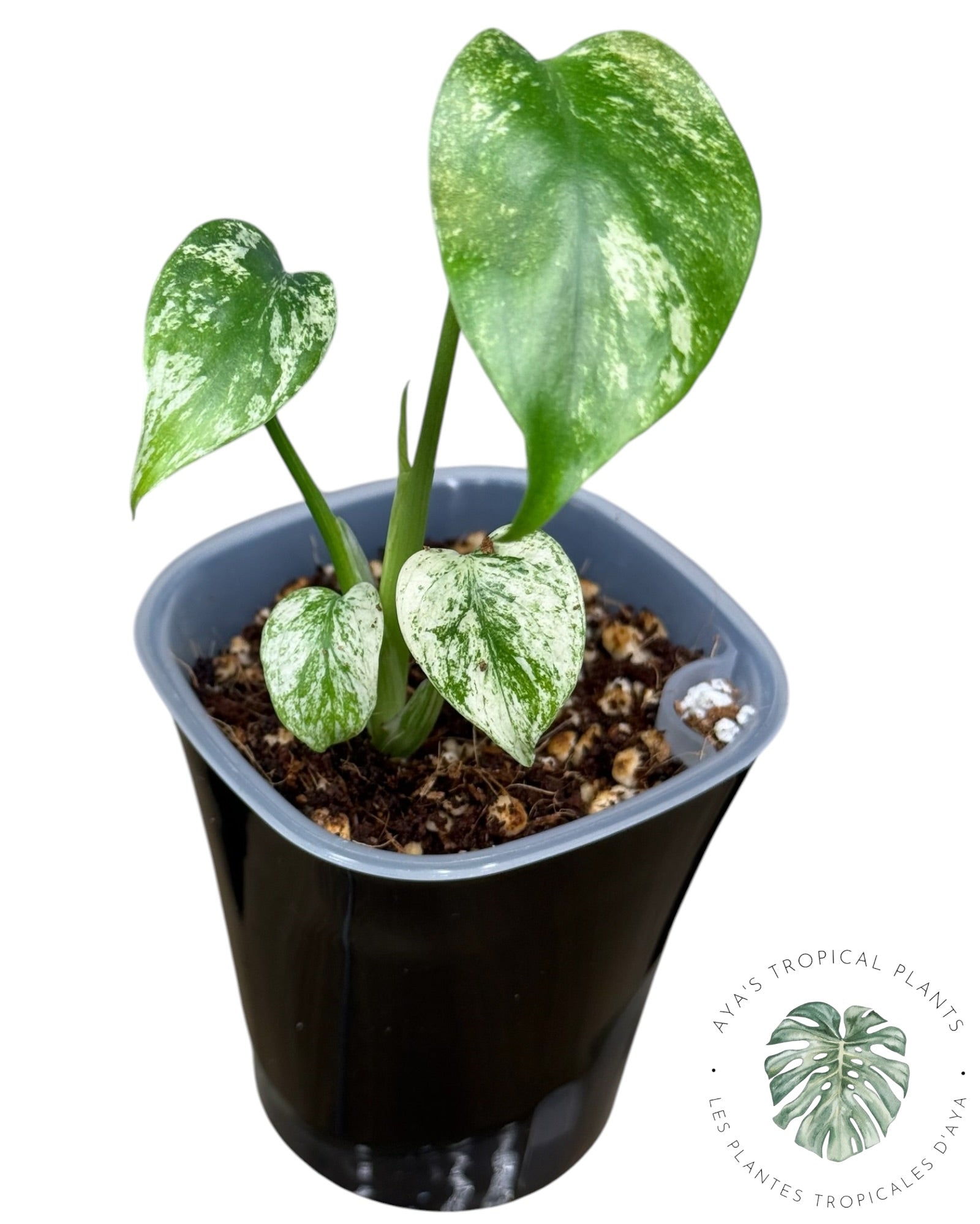 Monstera White Monster