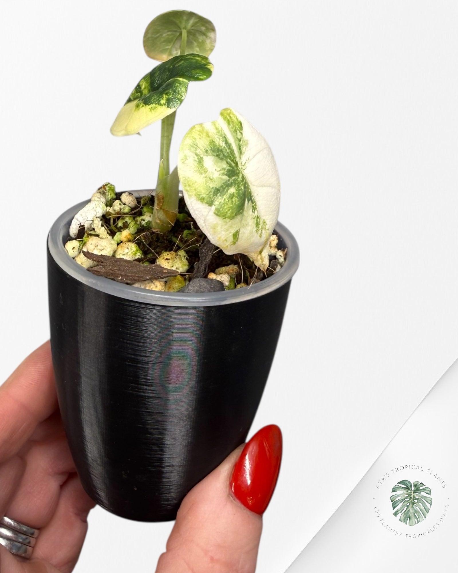 Alocasia Melo Aurea Variegated