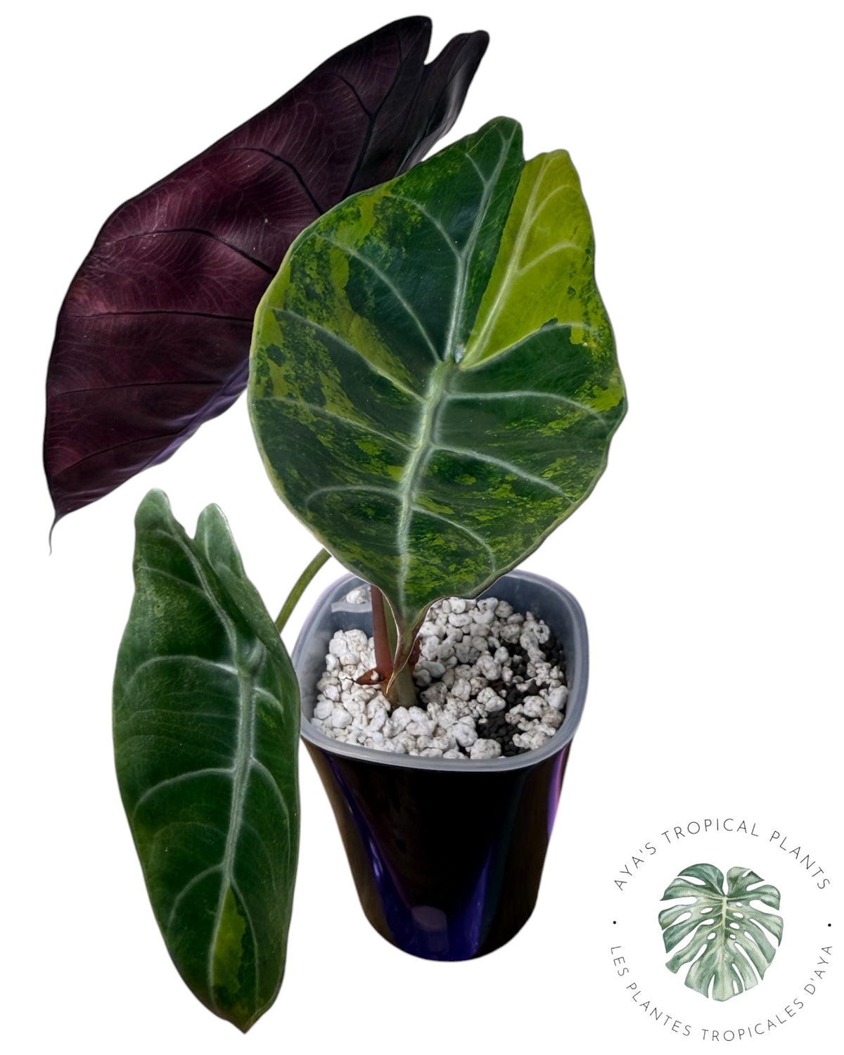 Alocasia Suhirmaniana Aurea