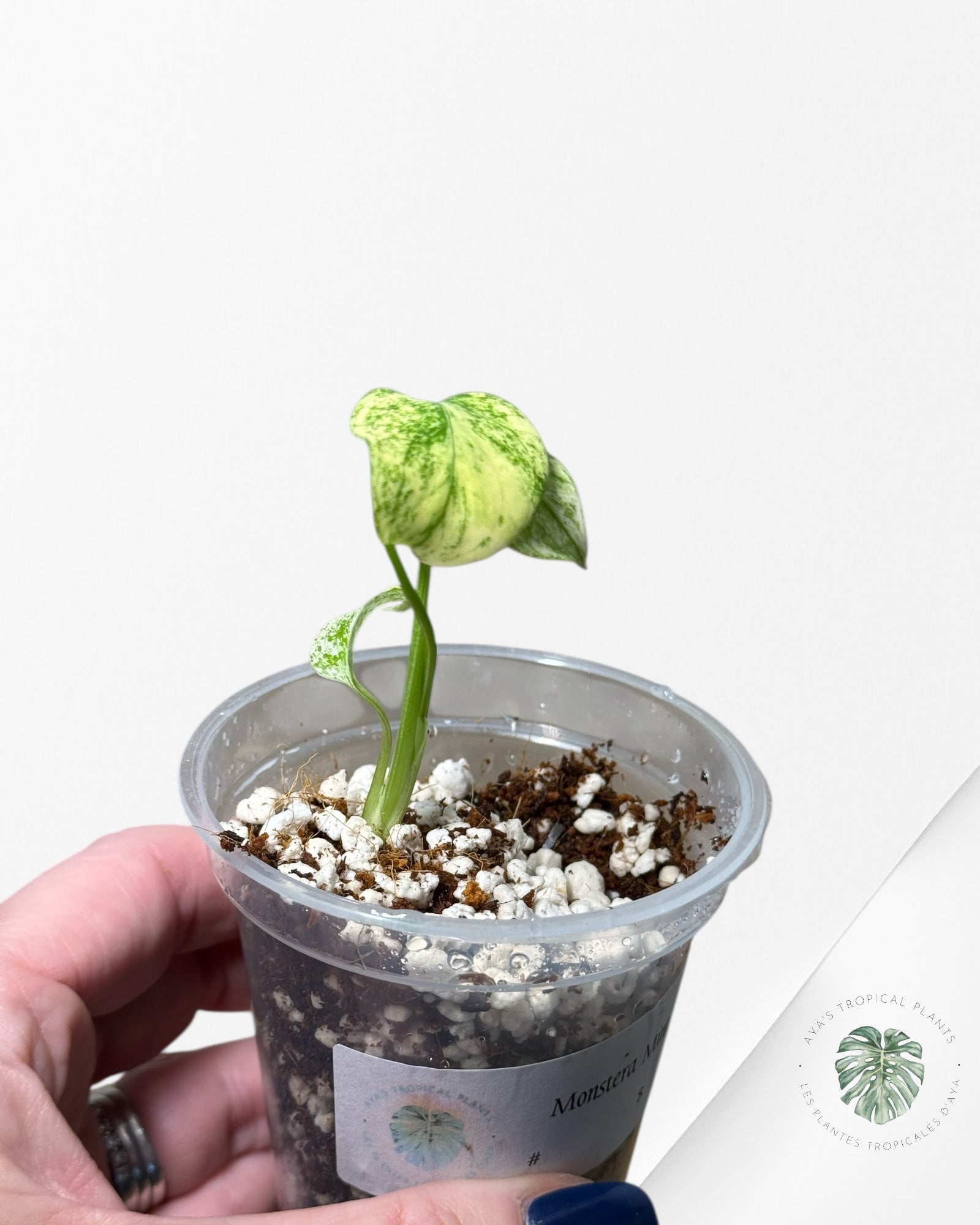 Monstera Mint | Rare TC Plant | Aya's Tropical Plants